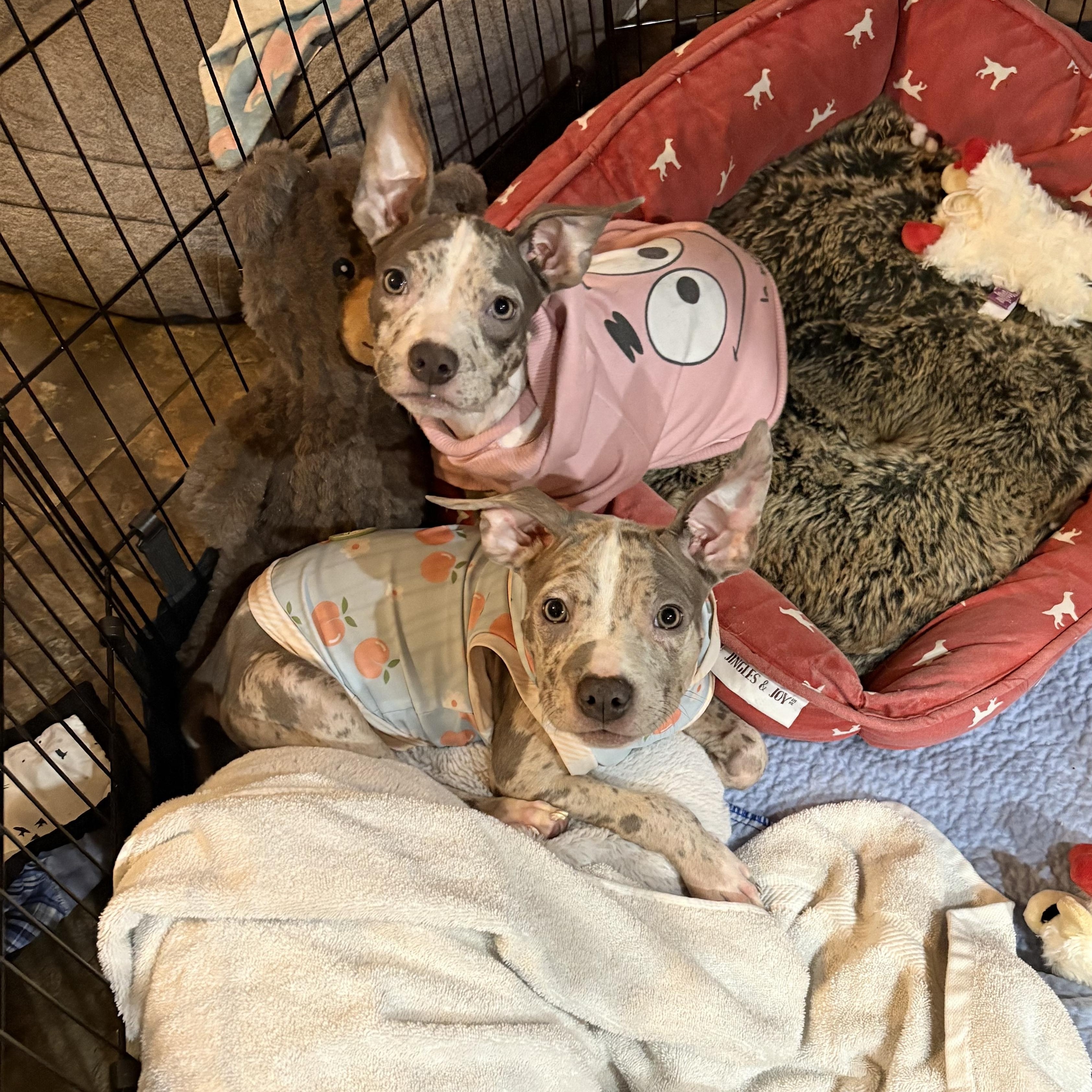 Lucy, a Adoptable mixed breed in Annapolis, MD image 4/6