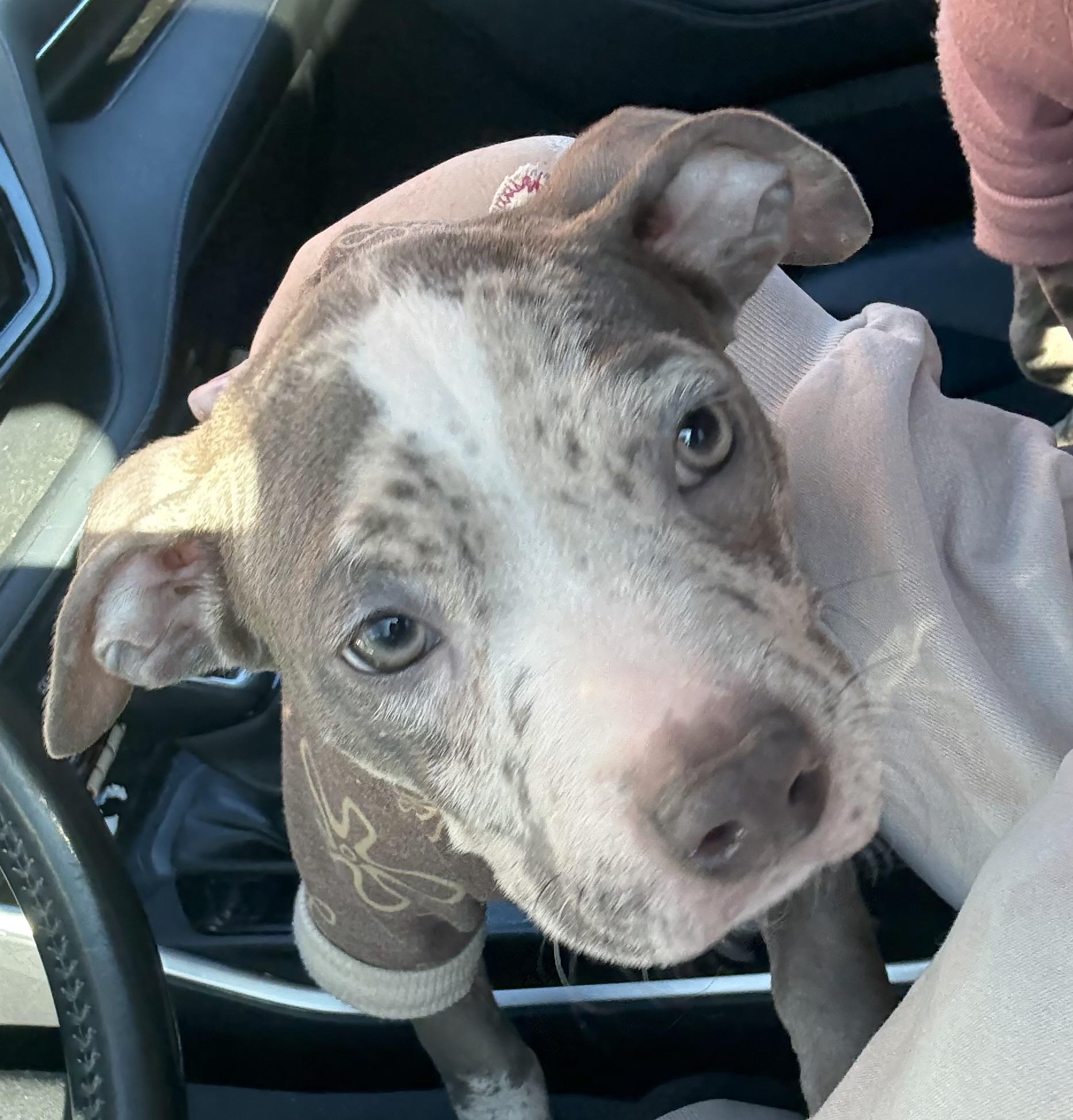 Enlarge Lucy, an adopted mixed breed in Annapolis, MD image 2/6