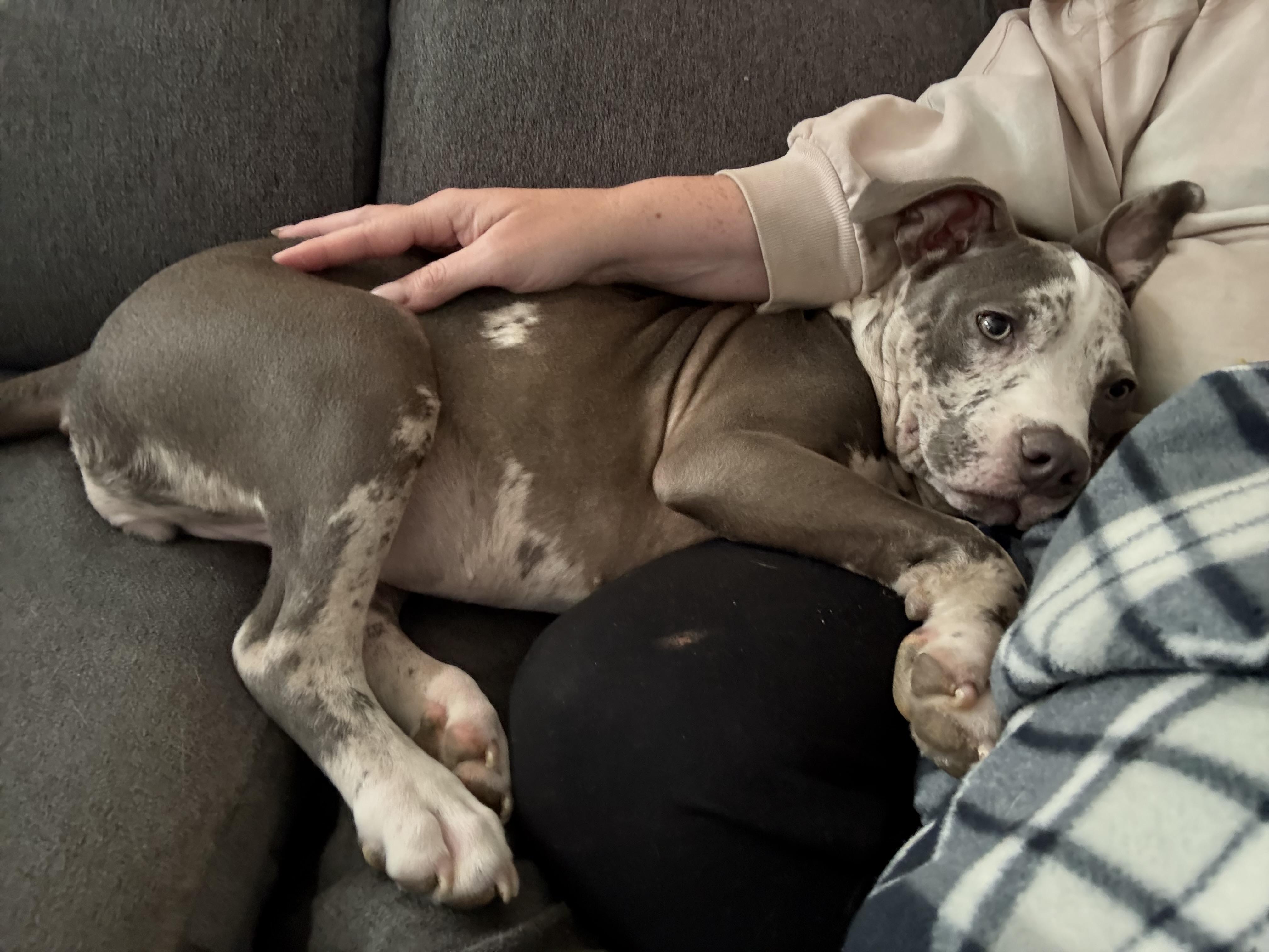 Enlarge Lucy, an adopted mixed breed in Annapolis, MD image 5/6