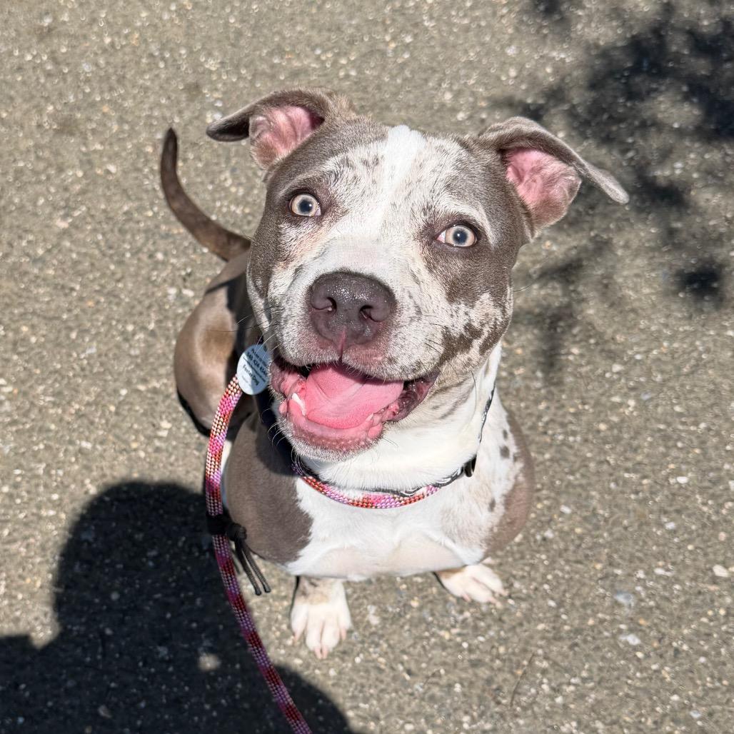 Enlarge Lucy, an adoptable mixed breed in Annapolis, MD image 1/6