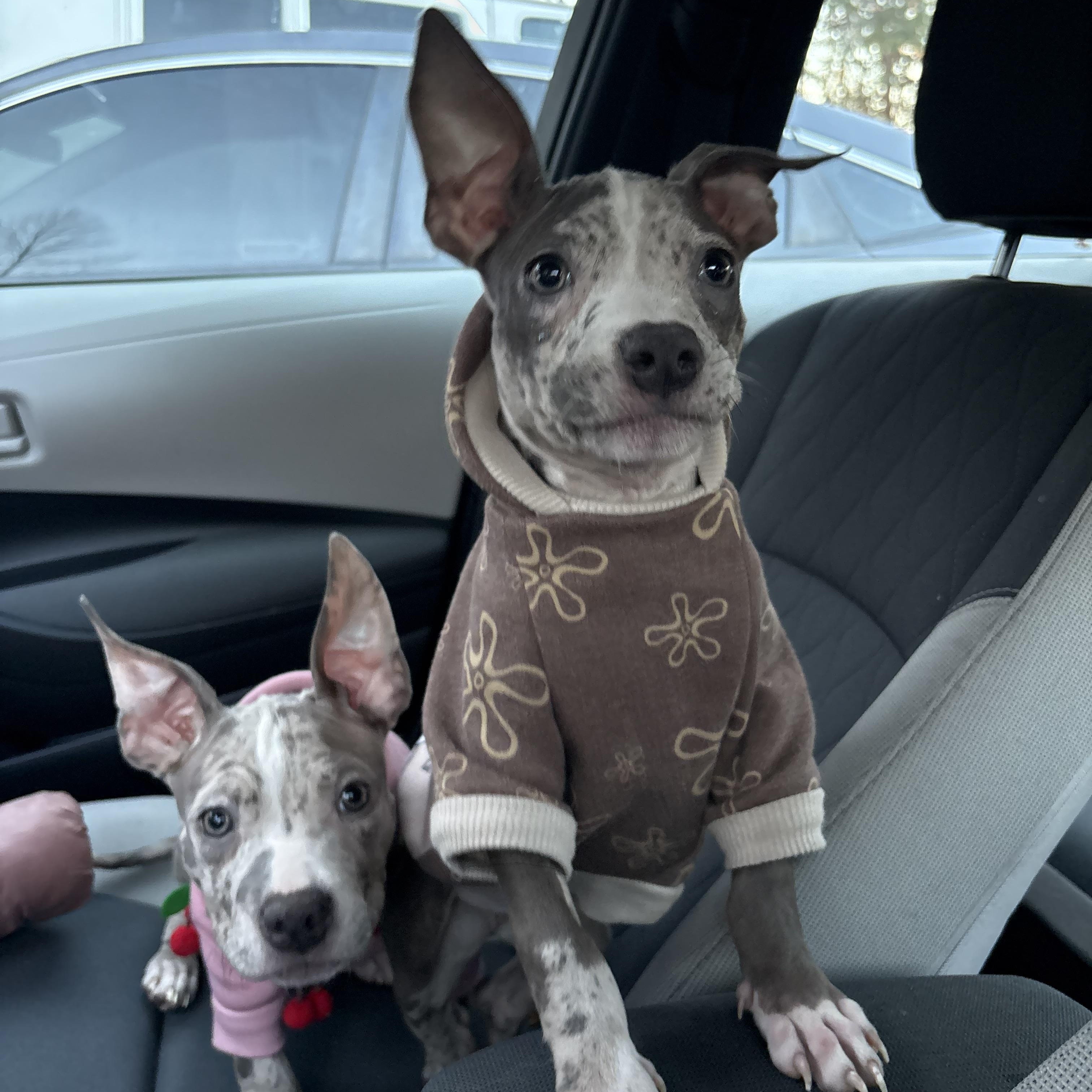 Lucy, a Adoptable mixed breed in Annapolis, MD image 5/6