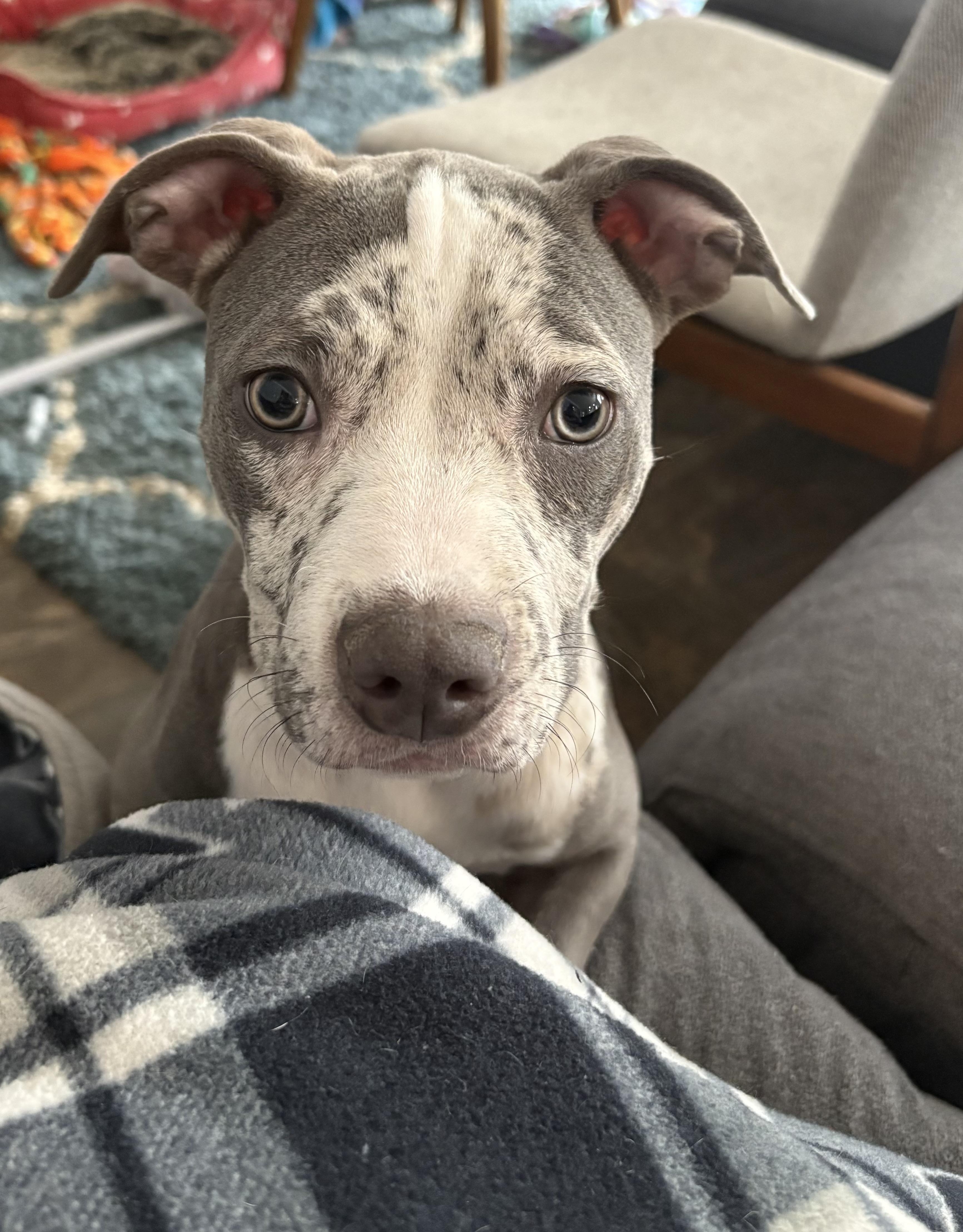 Lucy, adopted, Young Female Pit Bull Terrier & Mixed Breed.