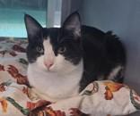 Enlarge KiKi, a Adoptable mixed breed in Edgewood, NM image 1/1