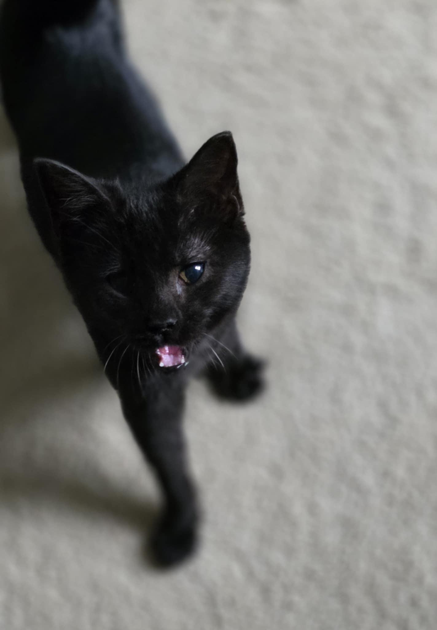 Enlarge Elias, an adopted Domestic Short Hair in Mechanicsburg, PA image 3/6