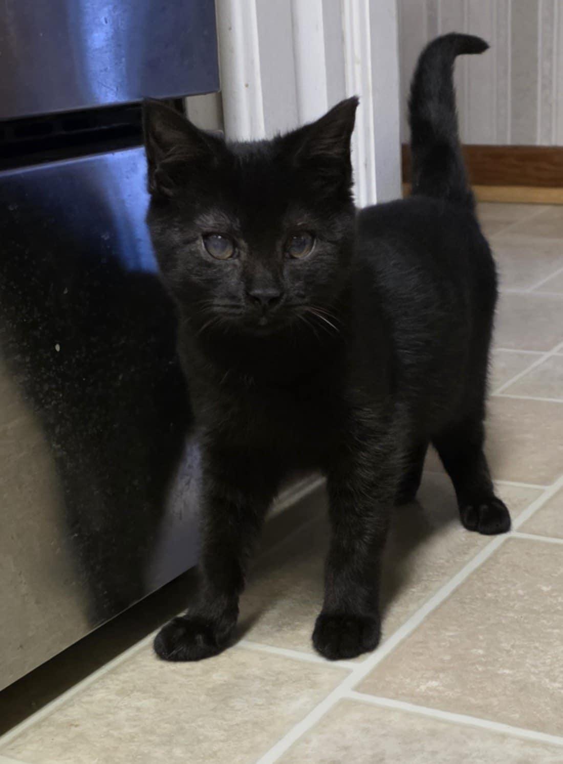 Elias, adopted, Young Male Domestic Short Hair.