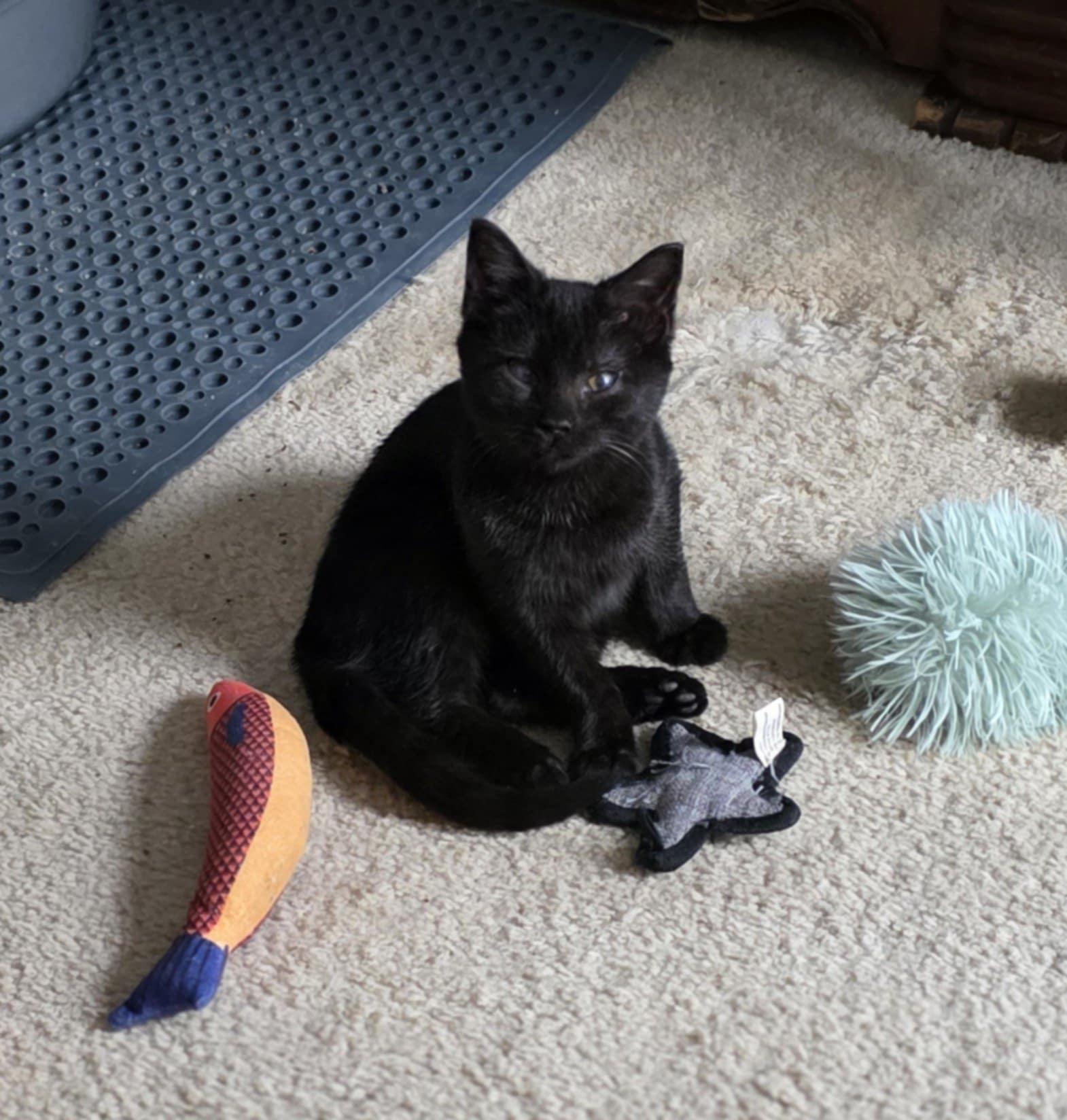 Enlarge Elias, an adopted Domestic Short Hair in Mechanicsburg, PA image 5/6