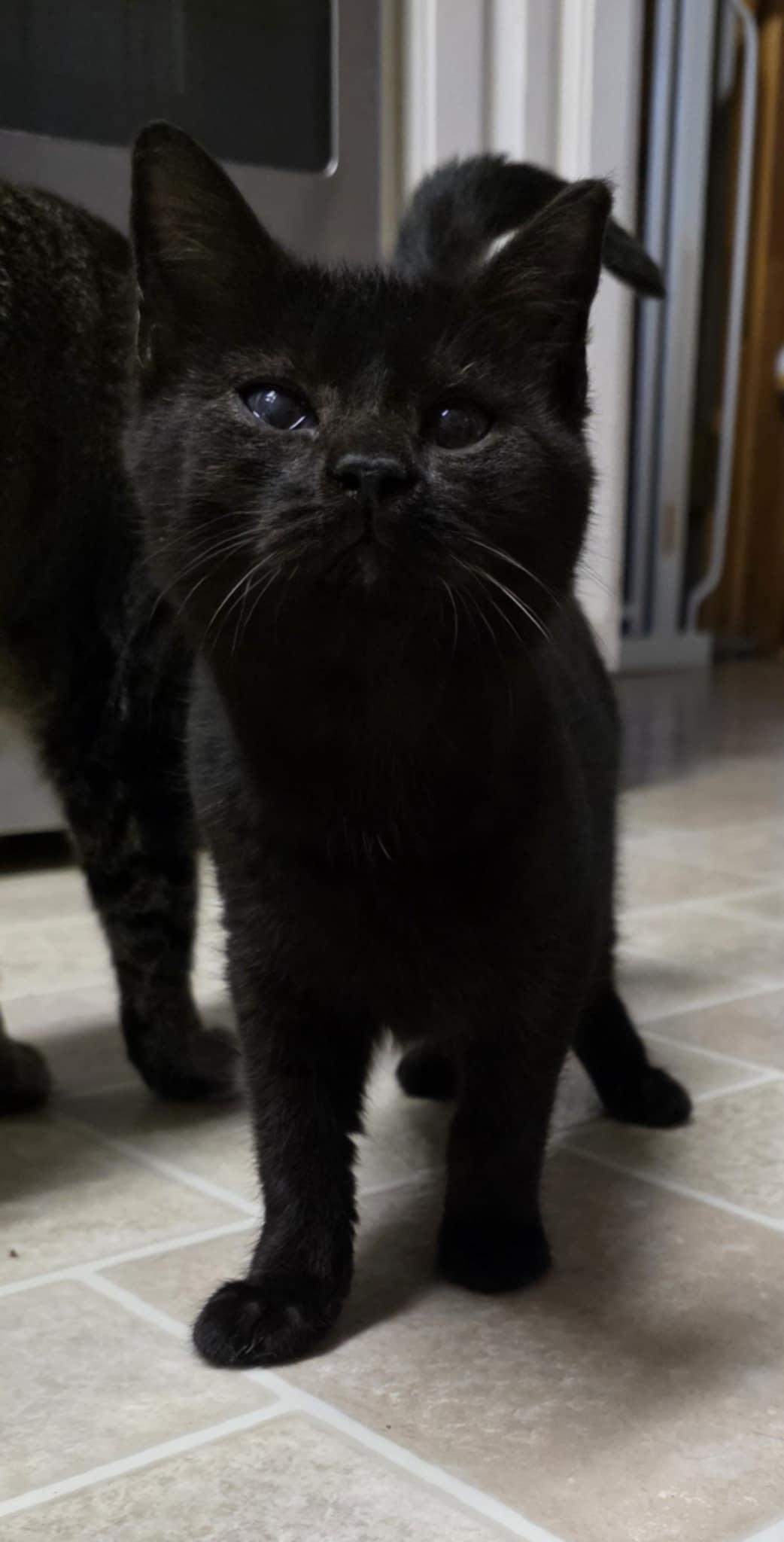 Enlarge Elias, an adopted Domestic Short Hair in Mechanicsburg, PA image 2/6