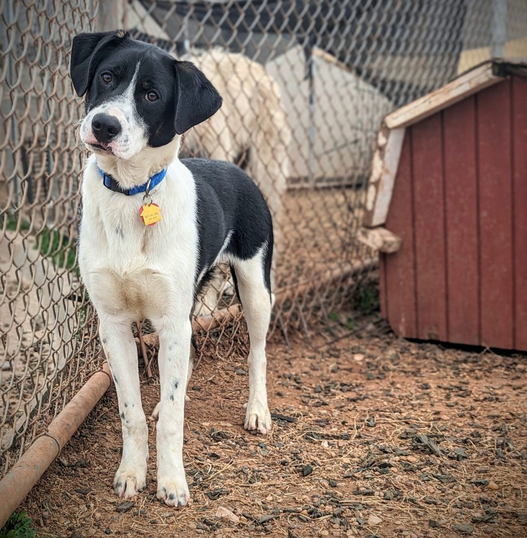BRICK 424459 AdorablePUP!NewPhotos! 3