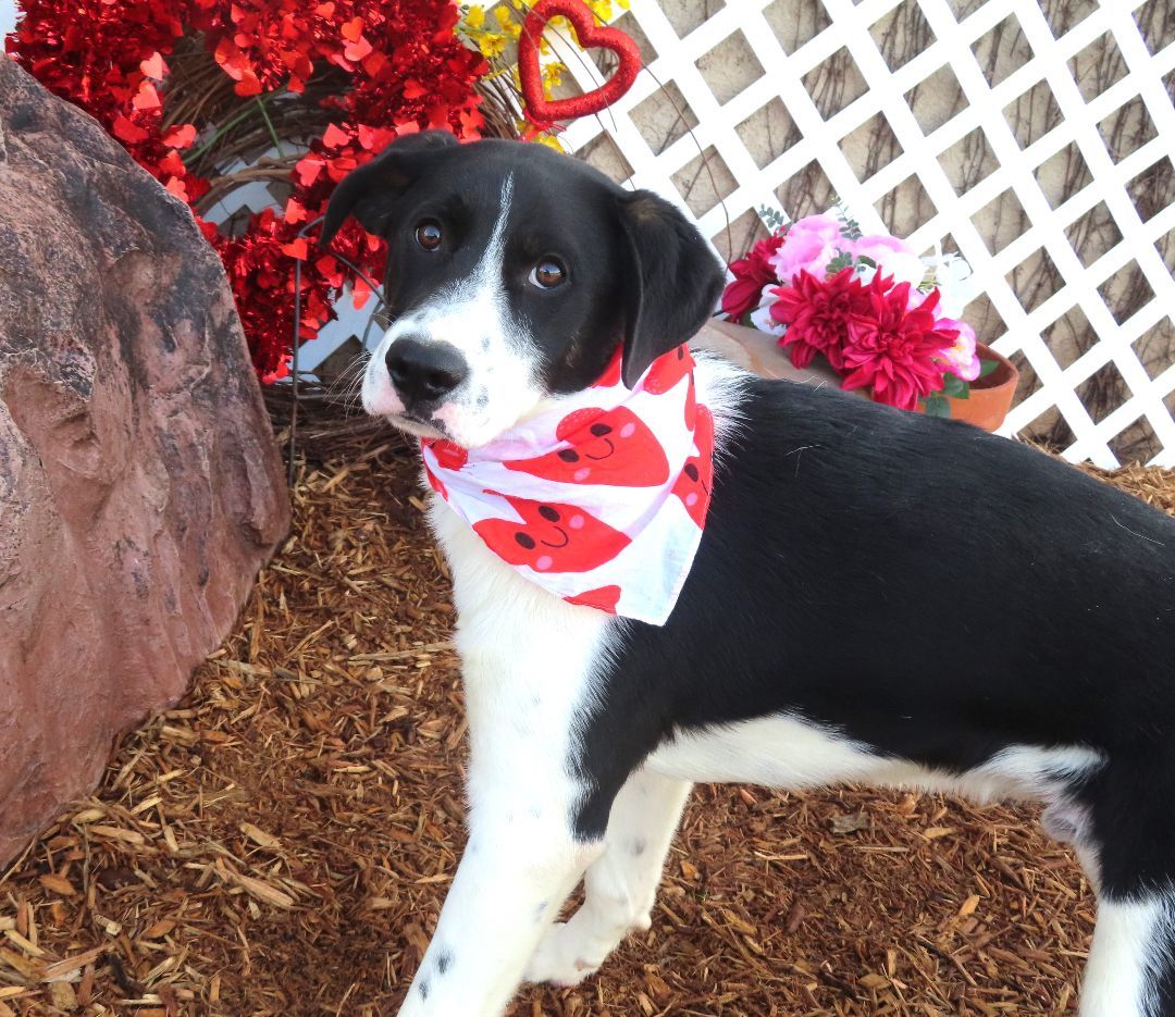 BRICK 424459 AdorablePUP!NewPhotos! 1