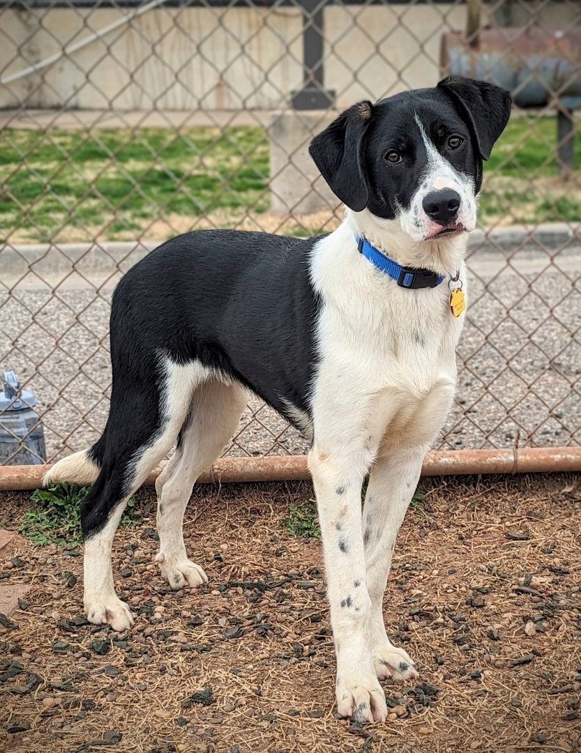 BRICK 424459 AdorablePUP!NewPhotos! 2