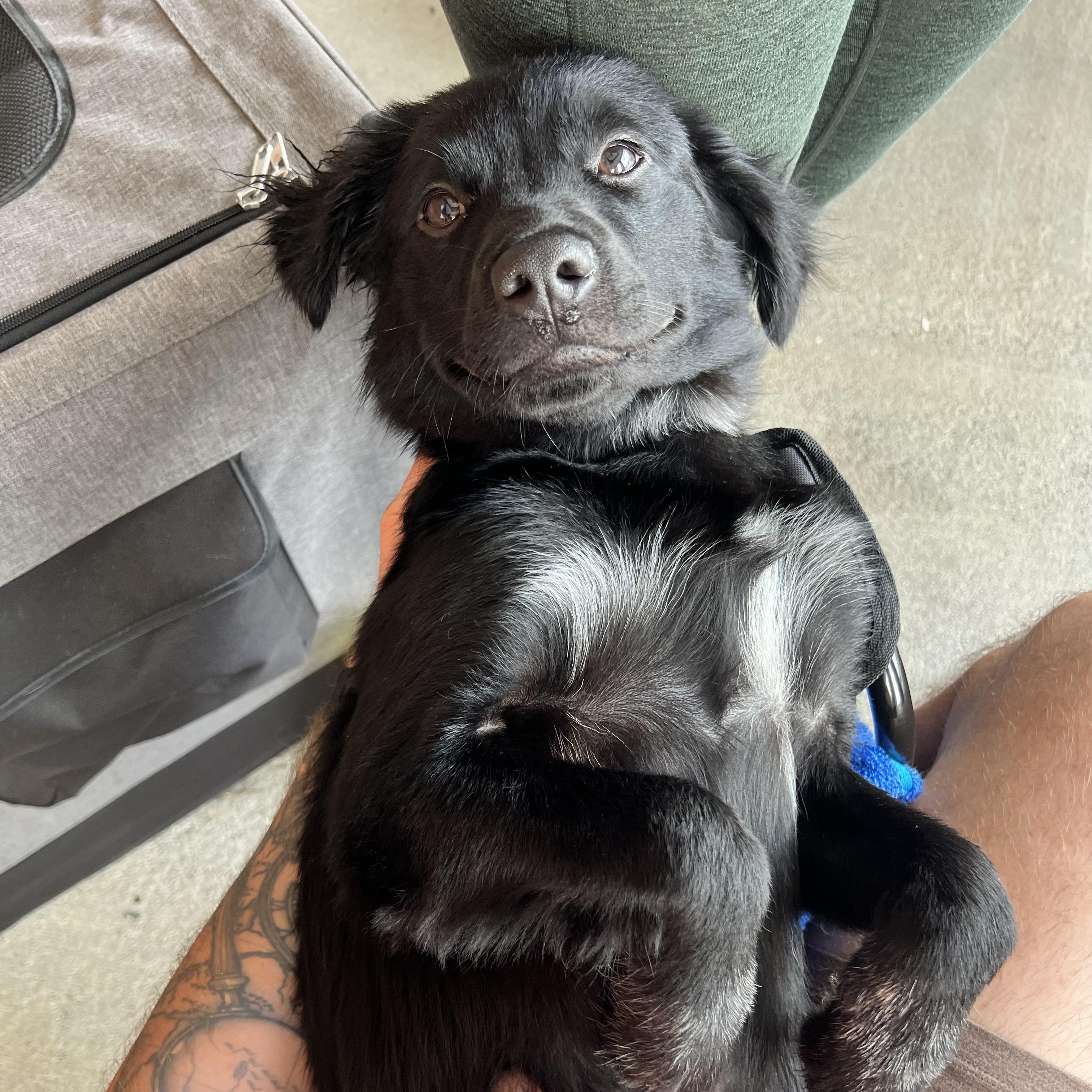 Enlarge Archie, a Adopted mixed breed in Hixson, TN image 5/5