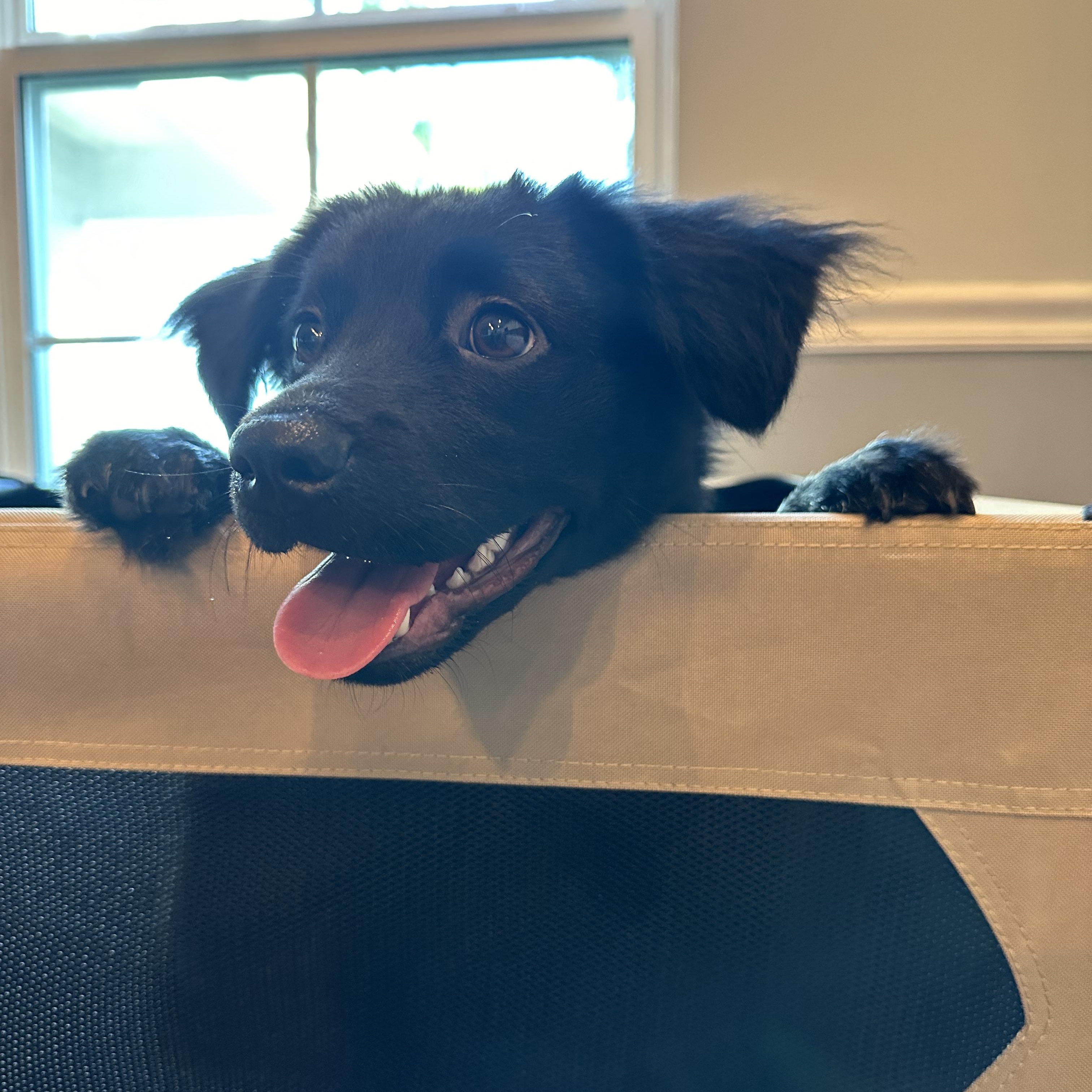 Archie, Adopted, Young Male Schipperke & Border Collie.