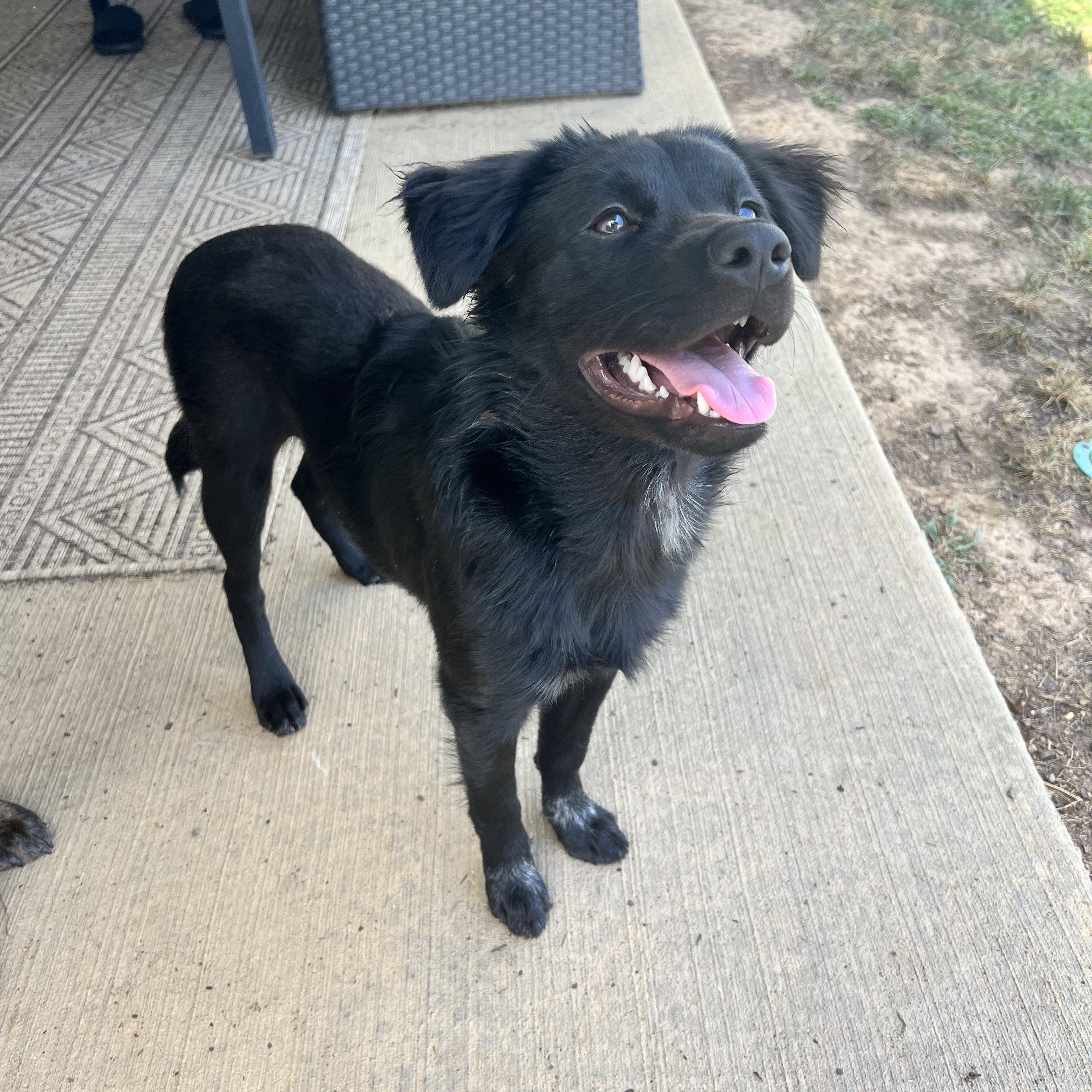 Enlarge Archie, a Adopted mixed breed in Hixson, TN image 2/5