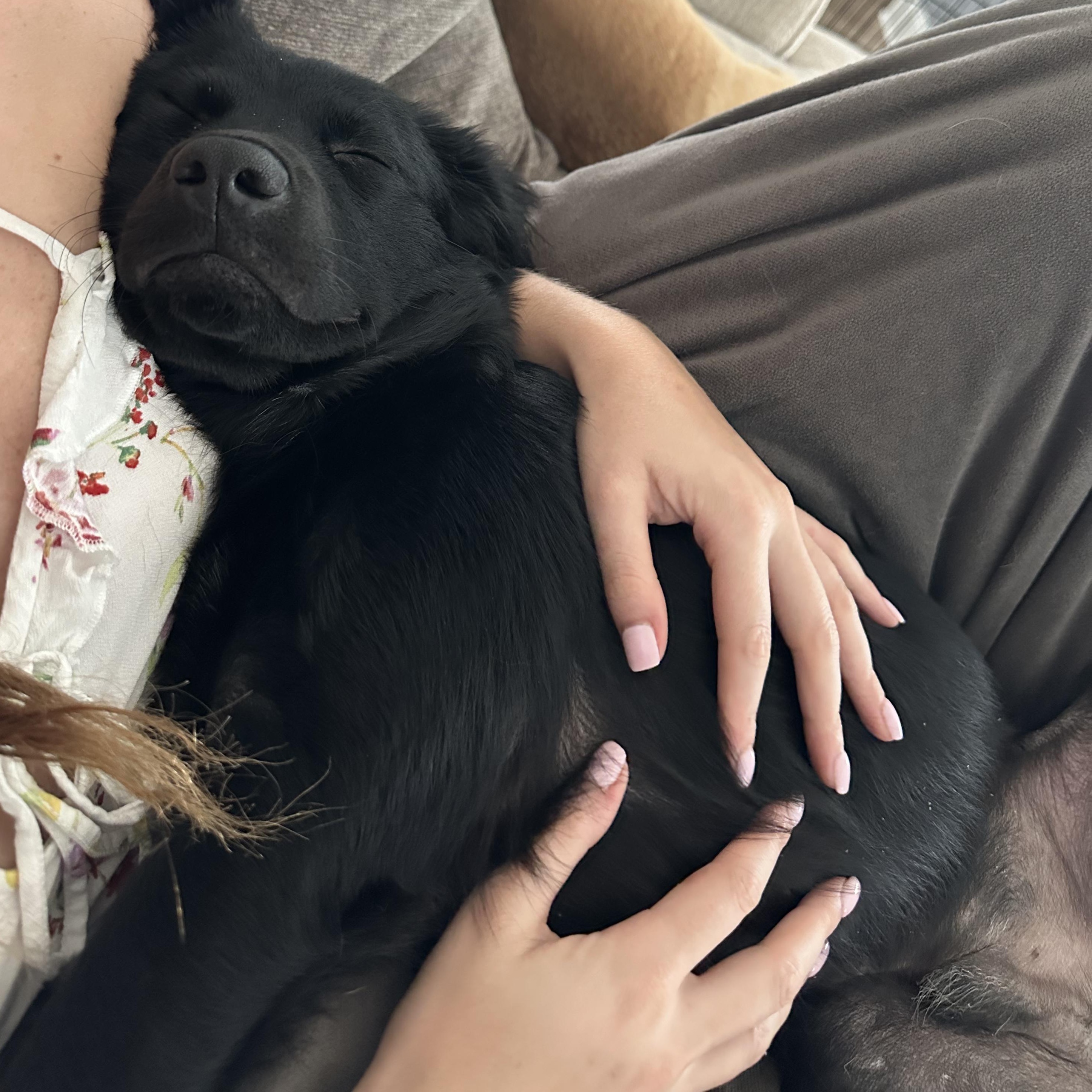 Enlarge Archie, a Adopted mixed breed in Hixson, TN image 3/5