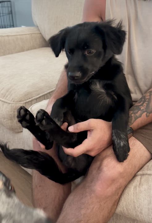 Enlarge Archie, a Adopted mixed breed in Hixson, TN video 4/5