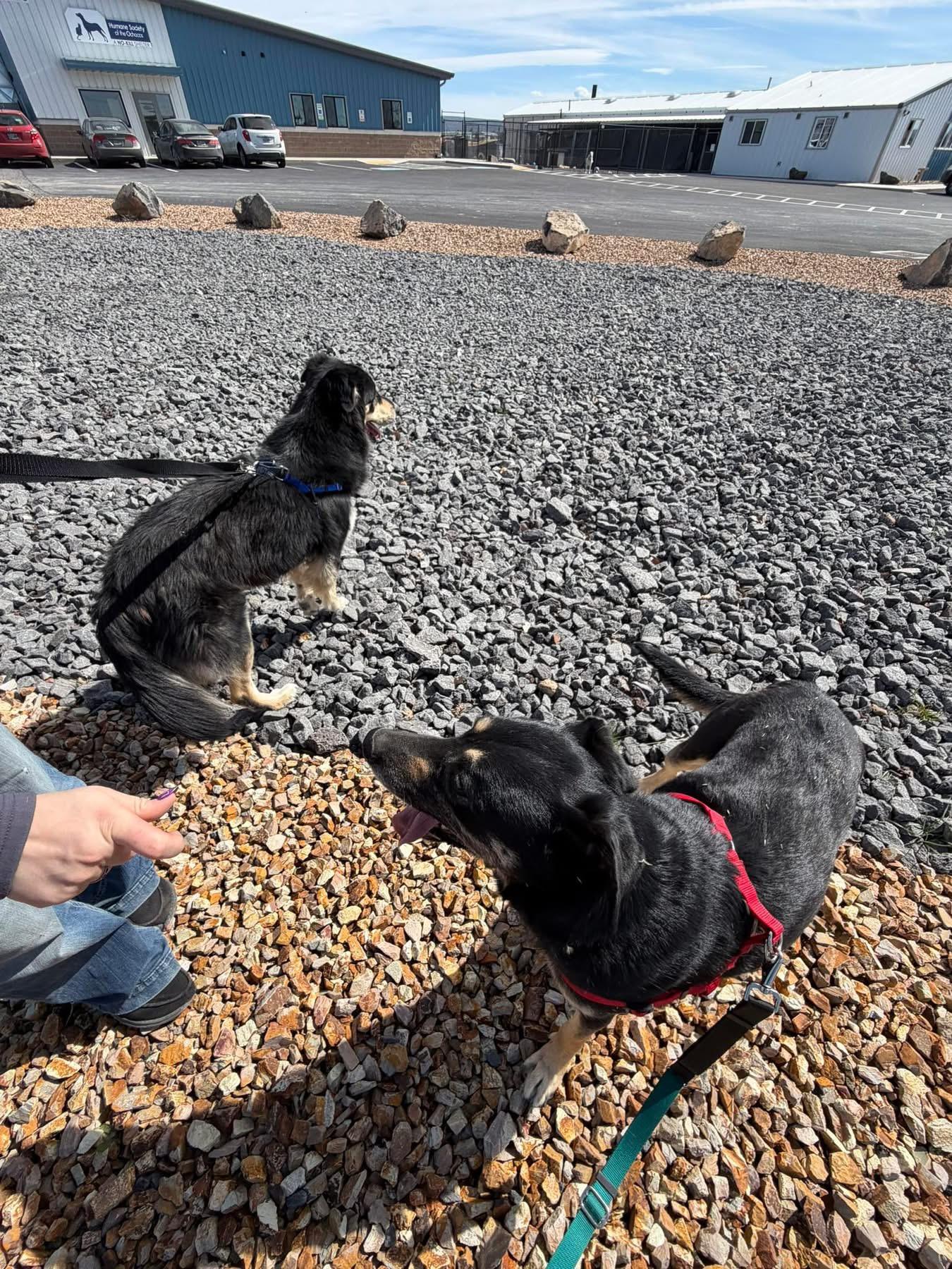 Enlarge Bear, a ADOPTABLE mixed breed in Prineville, OR image 3/3