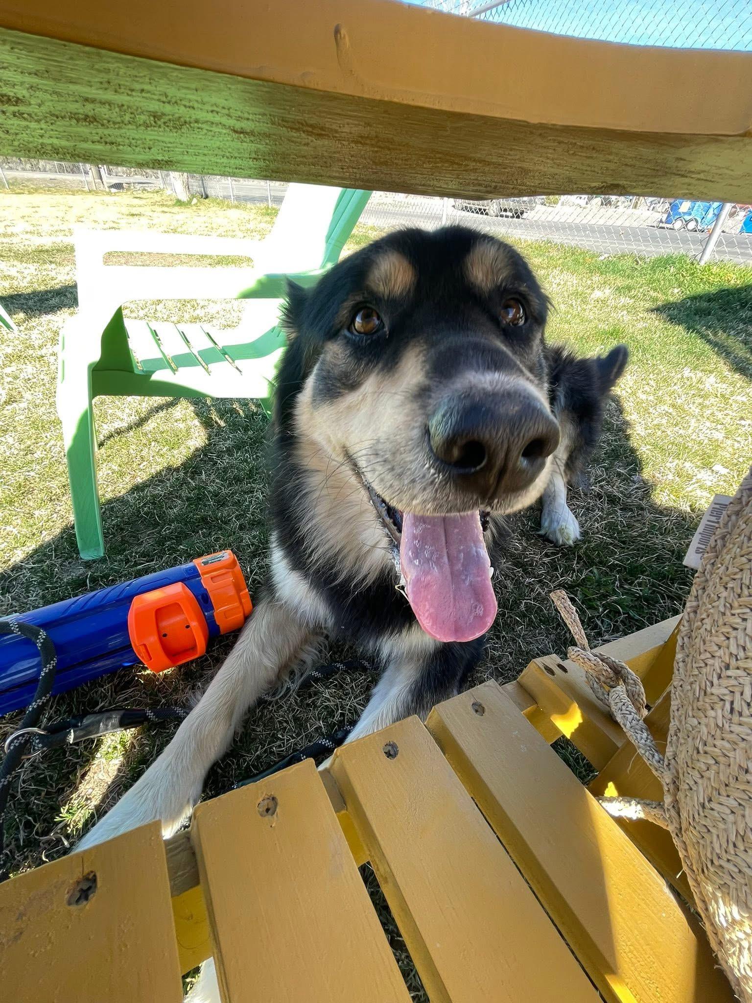 Enlarge Bear, a ADOPTABLE mixed breed in Prineville, OR image 2/3