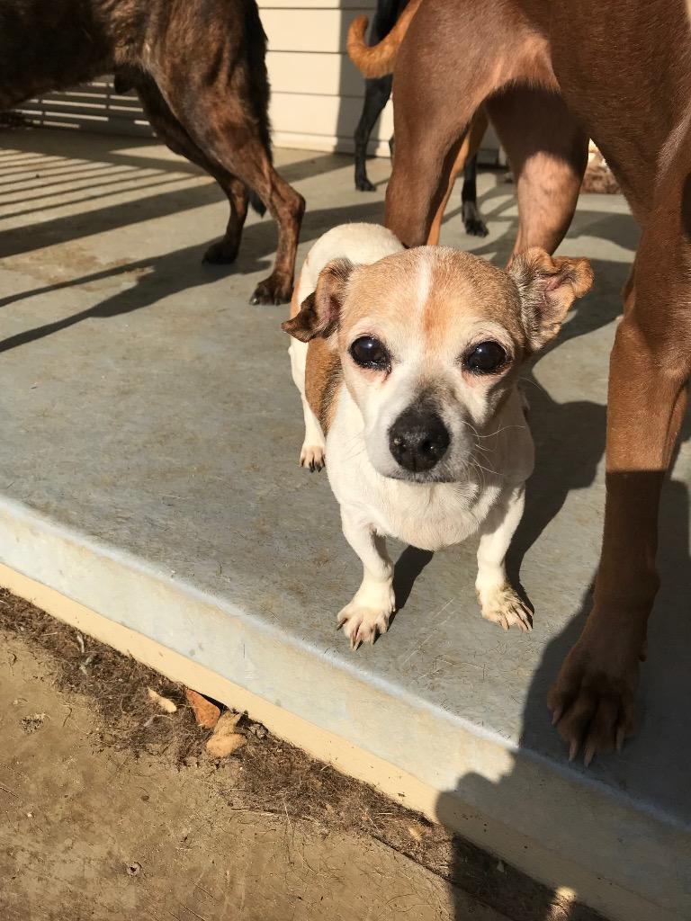 Daisy (In Foster), a Adoptable Chihuahua in New Orleans, LA image 3/4