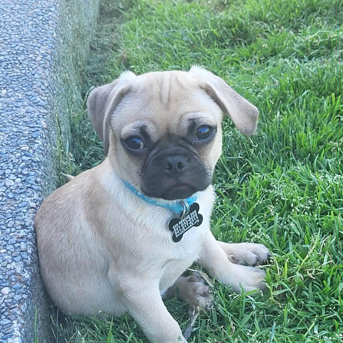 Enlarge Gilligan, a Adoptable Pug in Roseburg, OR image 3/6