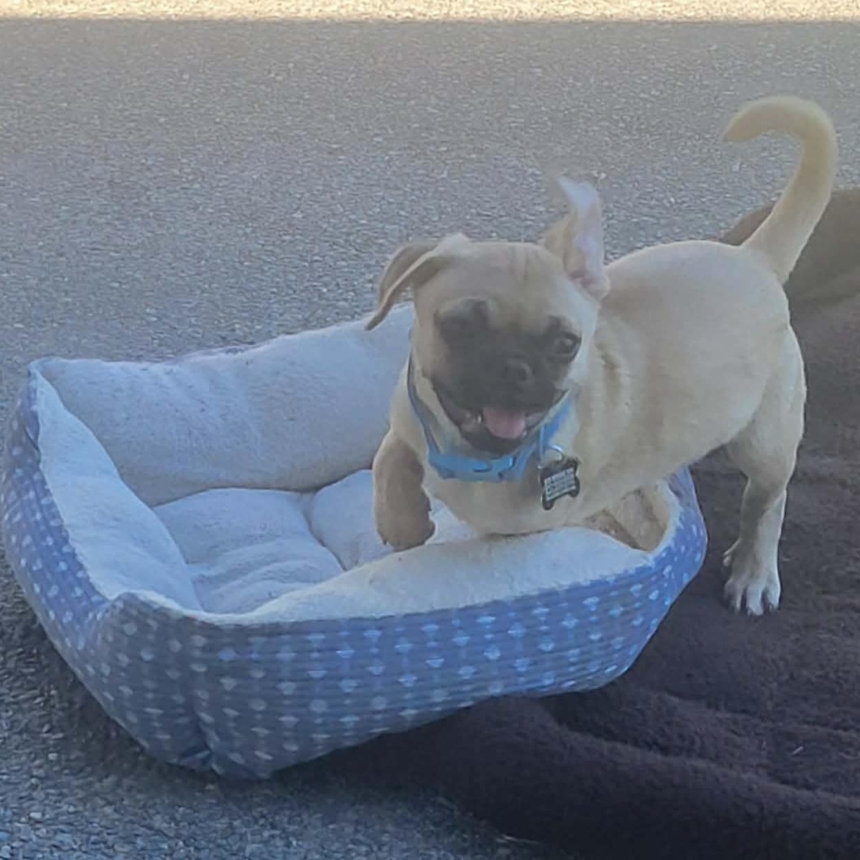 Enlarge Gilligan, a Adoptable Pug in Roseburg, OR image 1/6