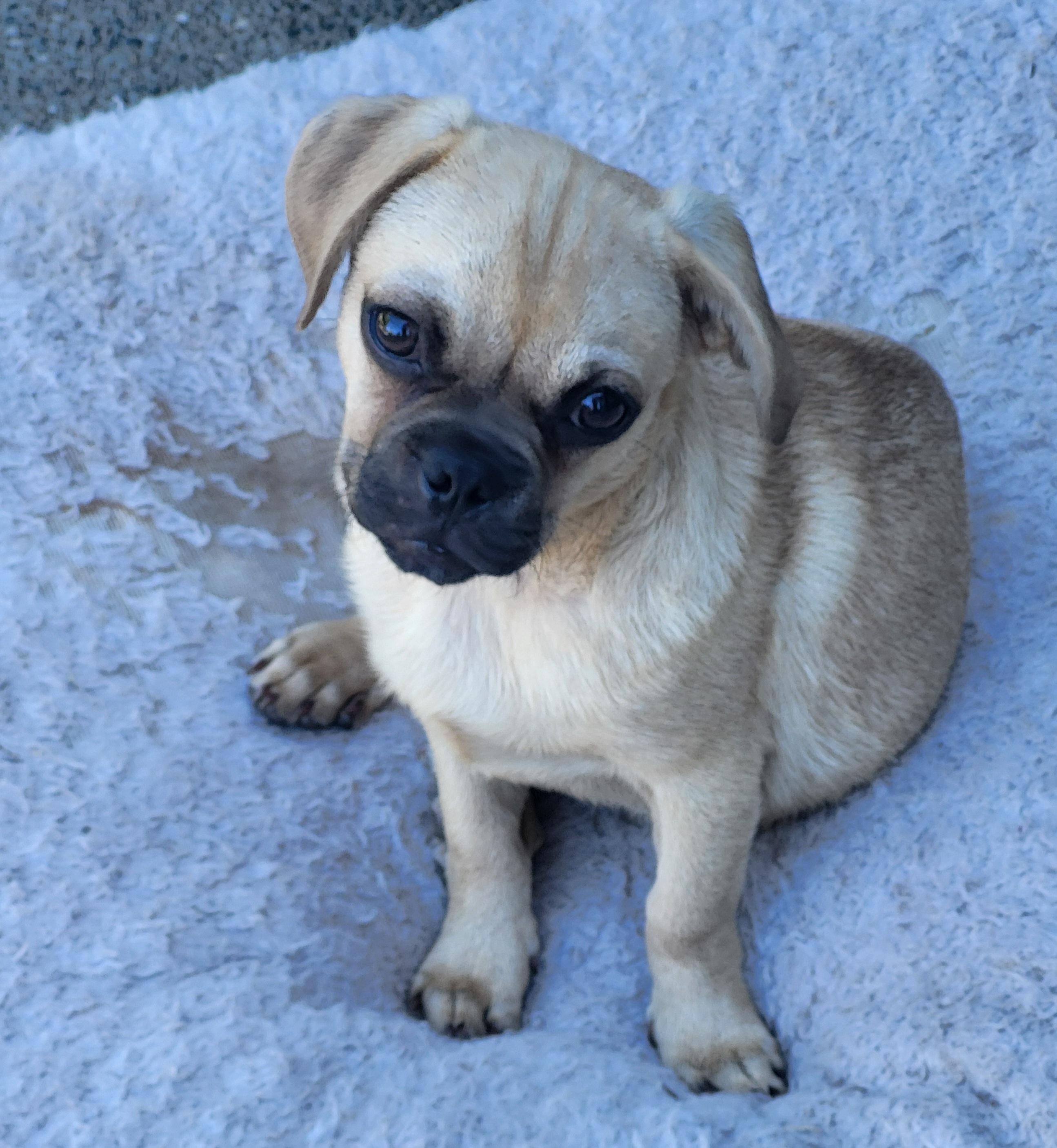 Gilligan, a Adoptable Pug in Roseburg, OR image 6/6