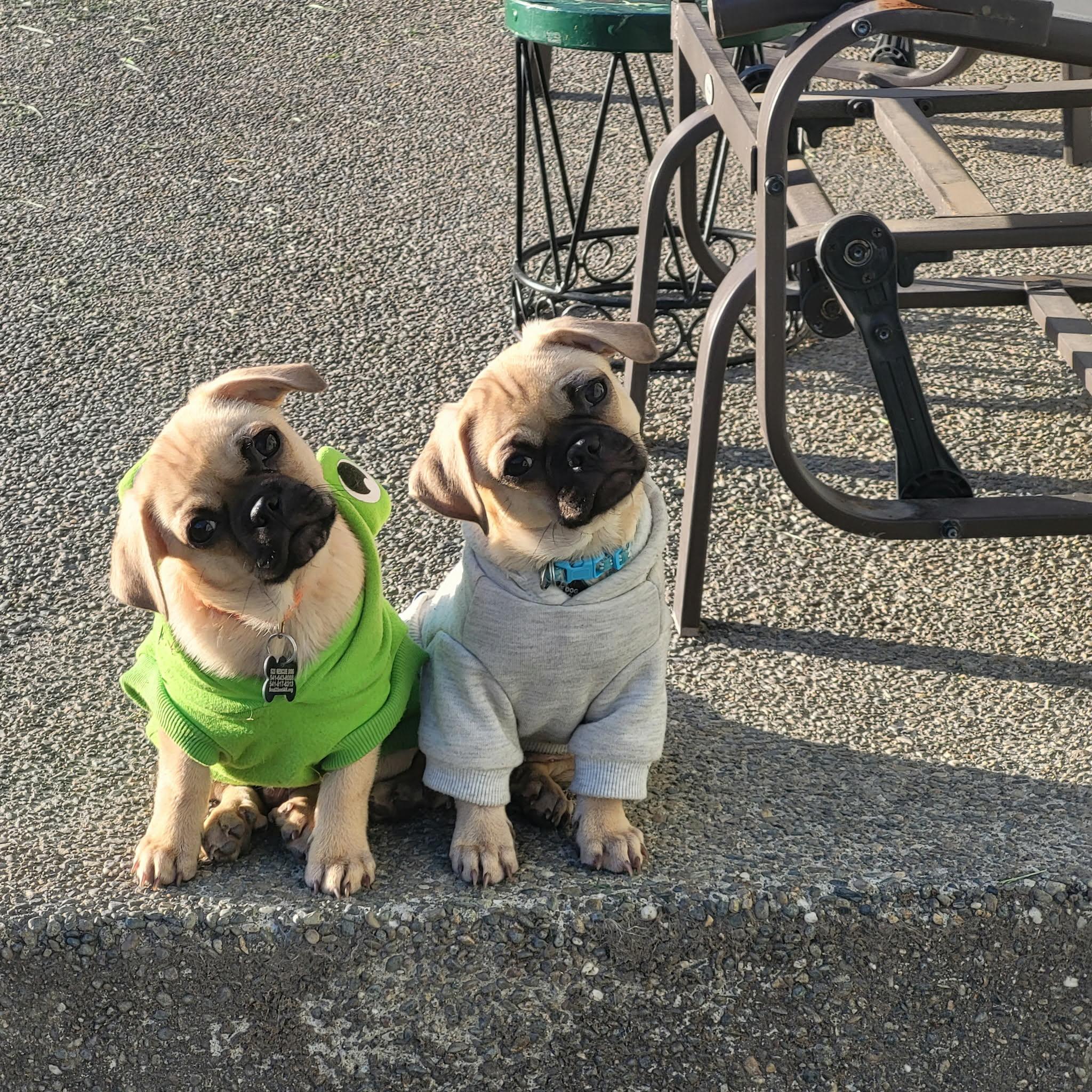 Enlarge Gilligan, a Adoptable Pug in Roseburg, OR image 6/6