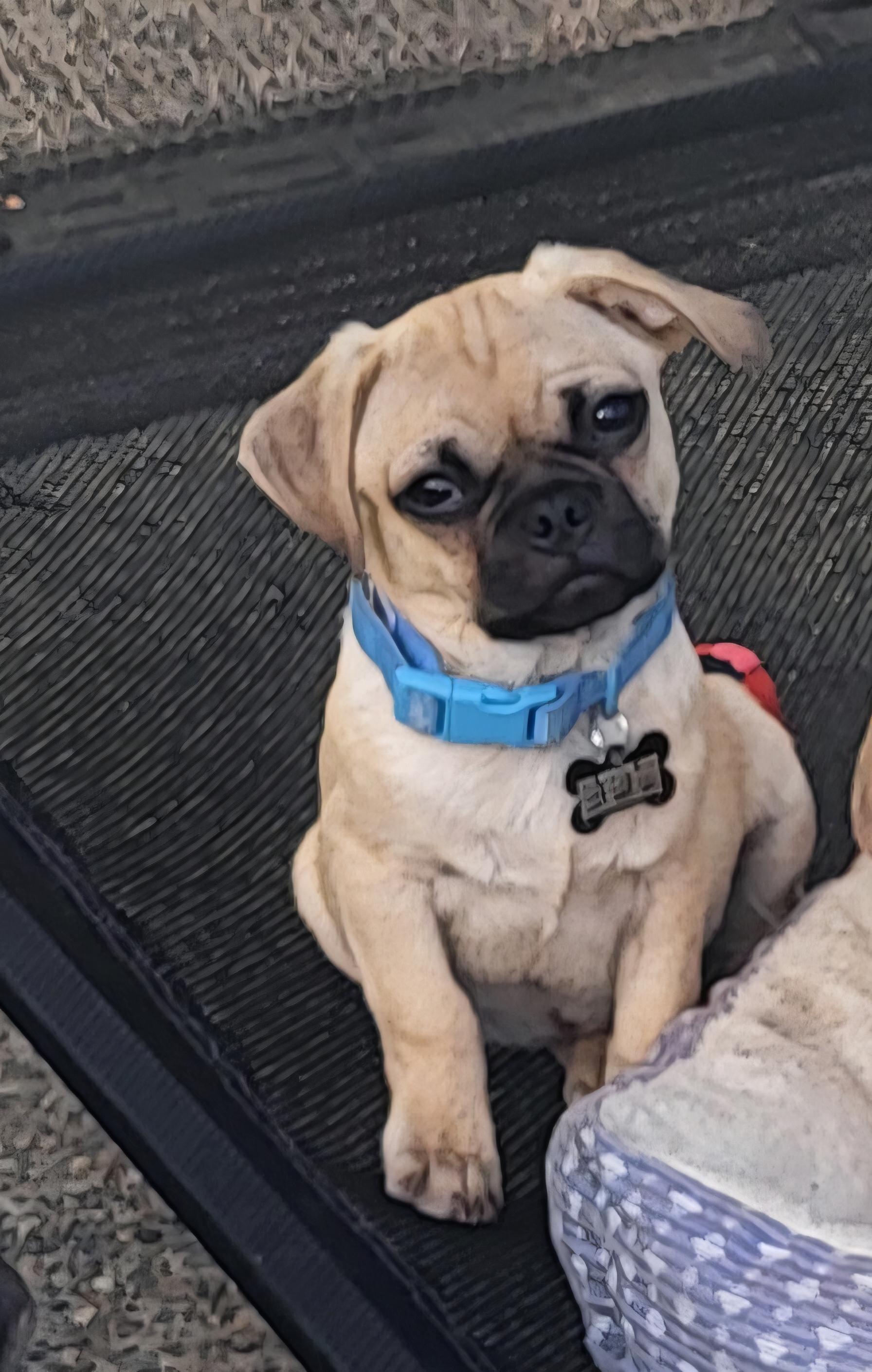 Gilligan, Adoptable, Puppy Male Pug.