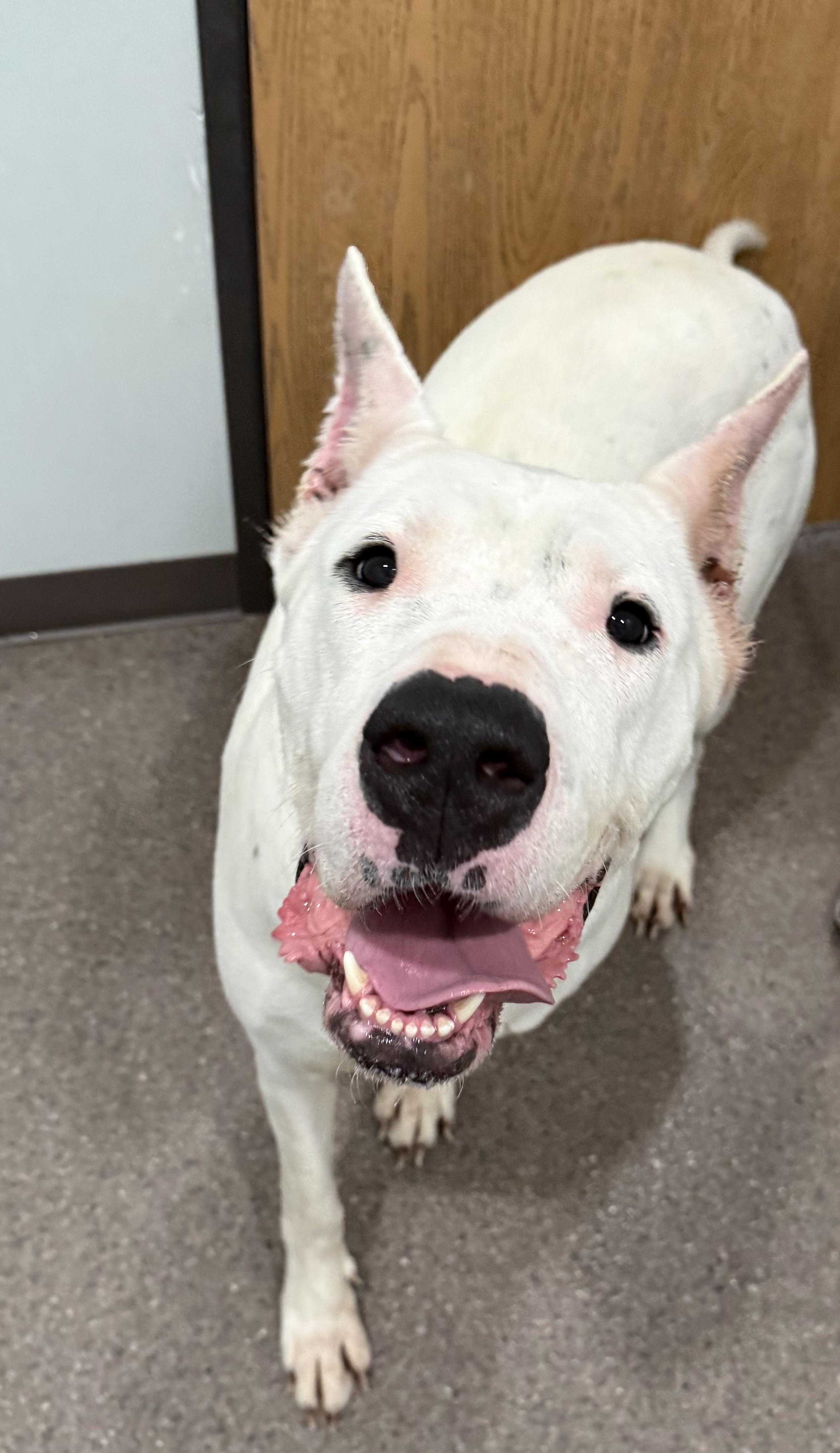 Enlarge Kiwi- Currently enrolled in Prison Training Program, a ADOPTABLE Dogo Argentino in Sault Sainte Marie, MI image 1/4