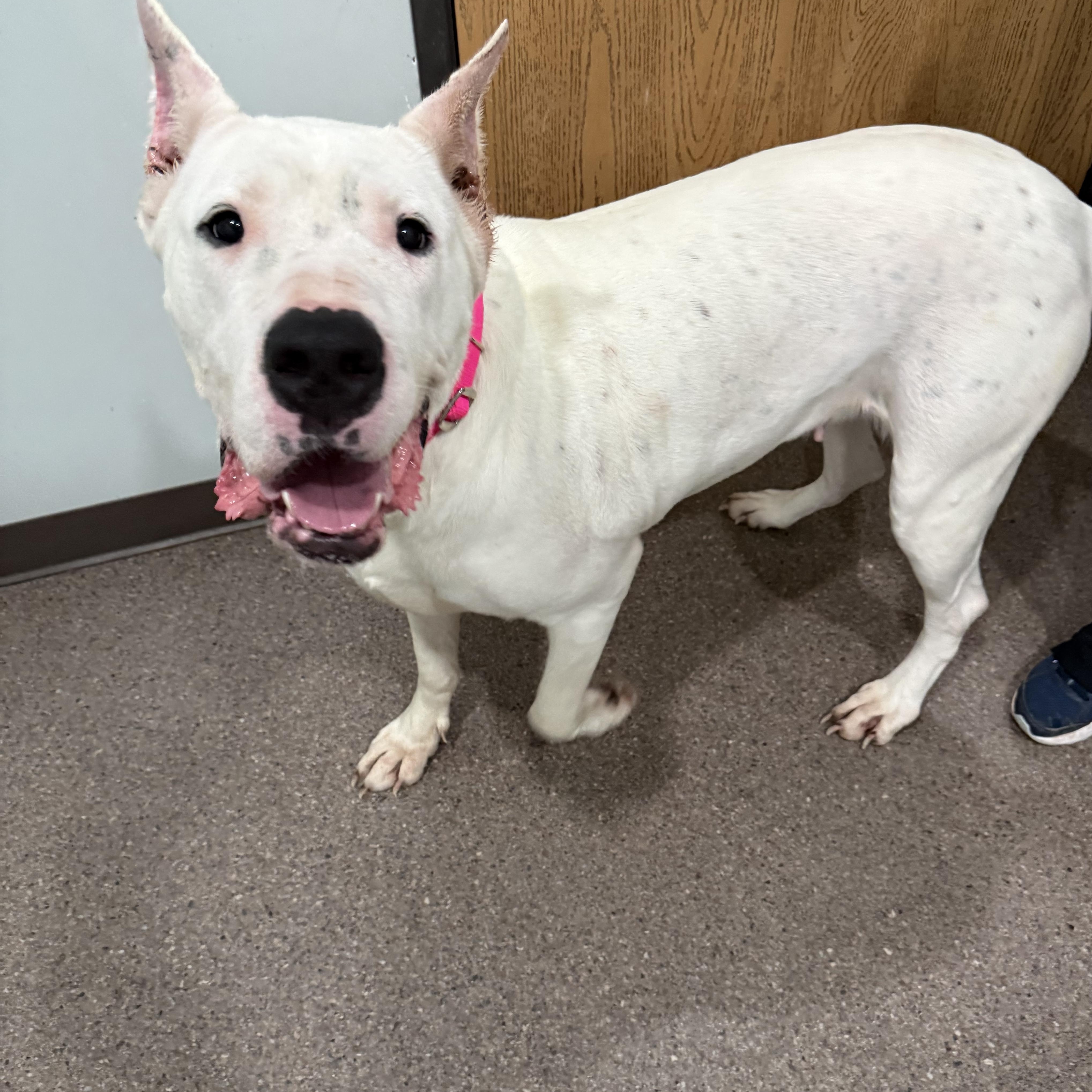 Enlarge Kiwi- Currently enrolled in Prison Training Program, a ADOPTABLE Dogo Argentino in Sault Sainte Marie, MI image 4/4