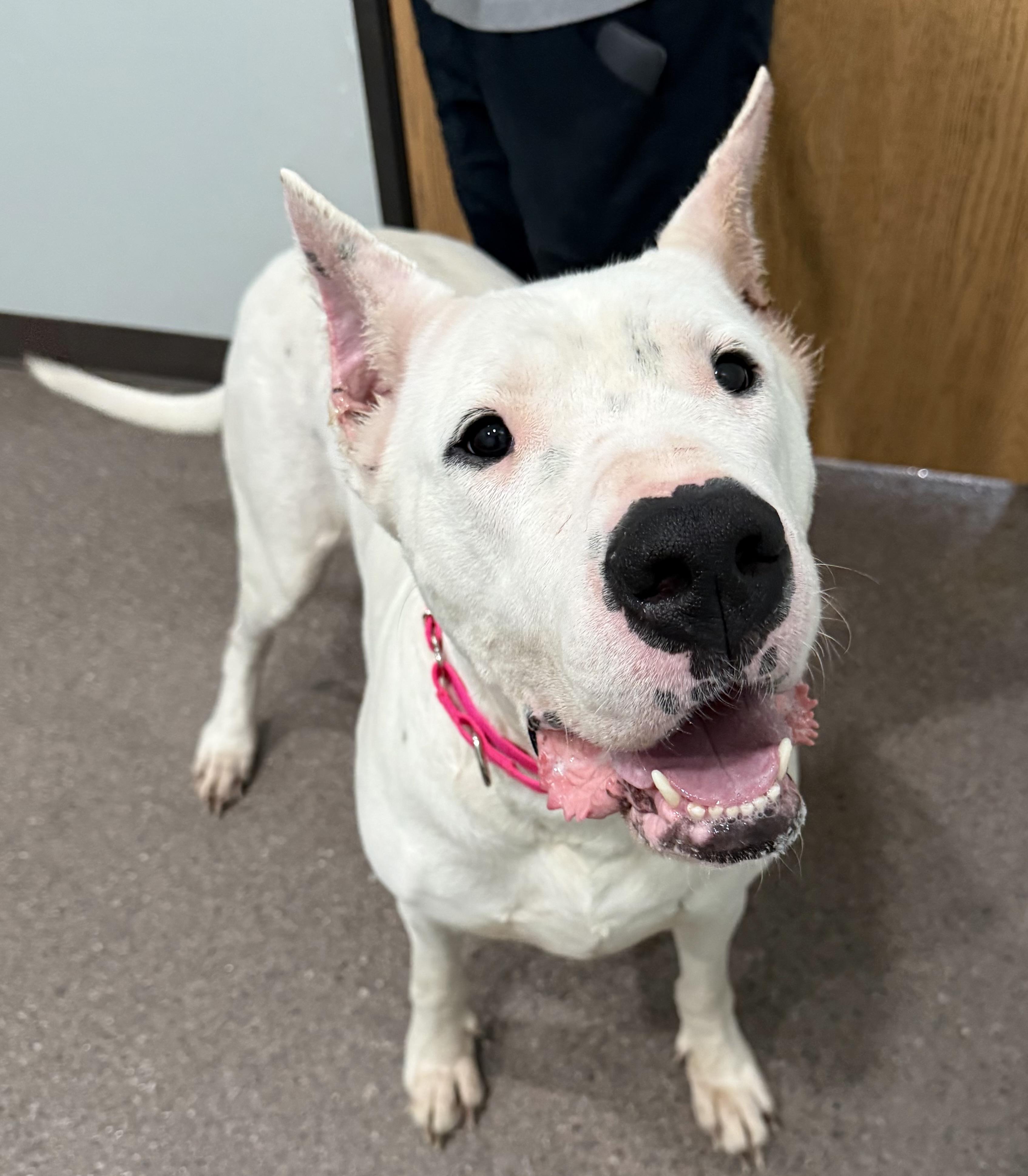 Enlarge Kiwi- Currently enrolled in Prison Training Program, a ADOPTABLE Dogo Argentino in Sault Sainte Marie, MI image 3/4