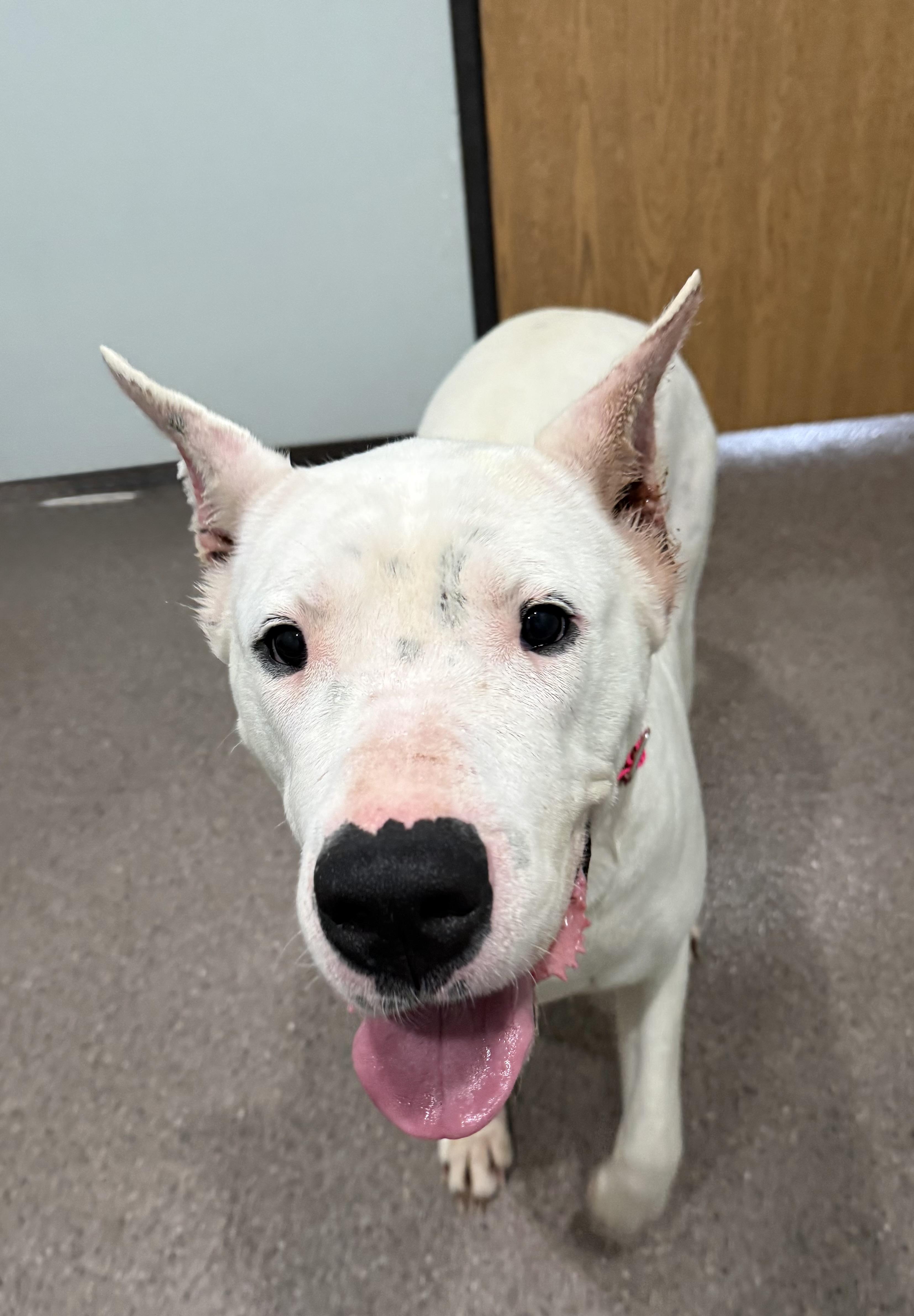 Enlarge Kiwi- Currently enrolled in Prison Training Program, a ADOPTABLE Dogo Argentino in Sault Sainte Marie, MI image 2/4