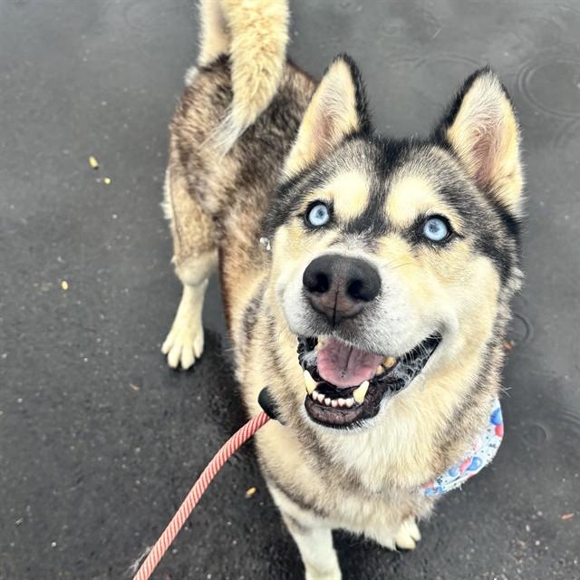 Enlarge HOMIE, a Adoptable mixed breed in Mesa, AZ image 1/1