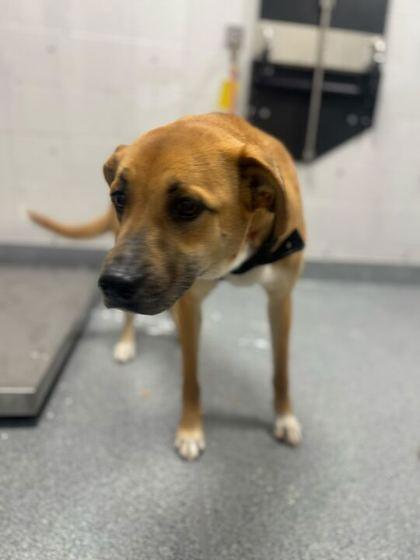 Summer, adopted, Adult Female Labrador Retriever.