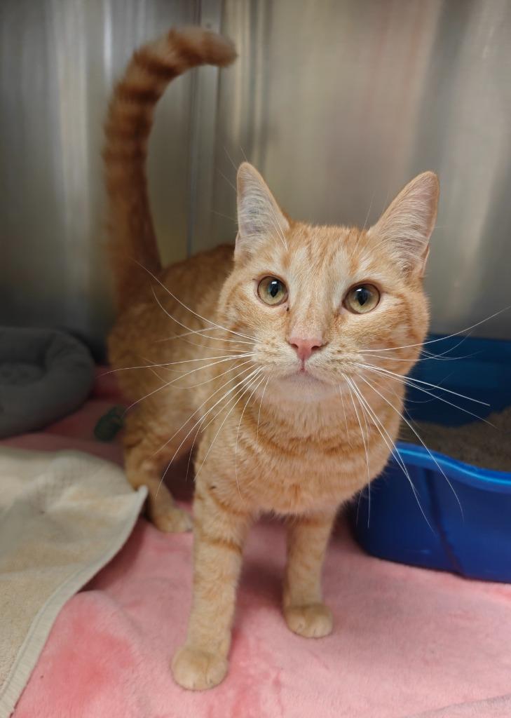 Enlarge Blossom, a Adoptable mixed breed in Grants Pass, OR image 1/3
