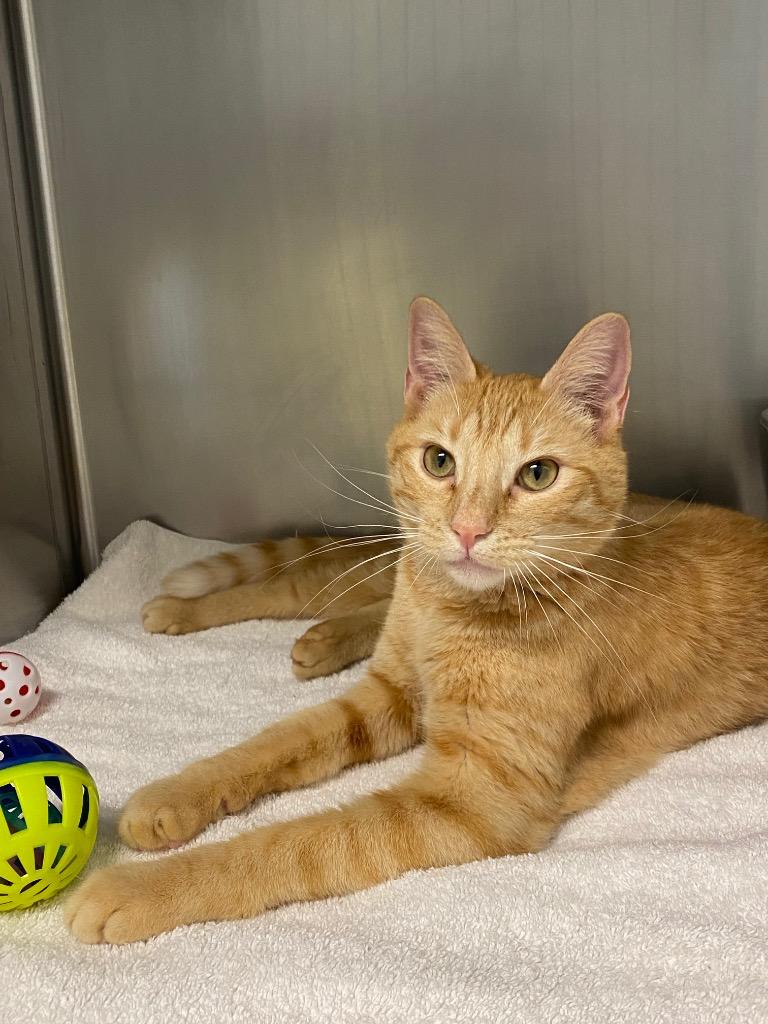 Enlarge Blossom, a Adoptable mixed breed in Grants Pass, OR image 2/3