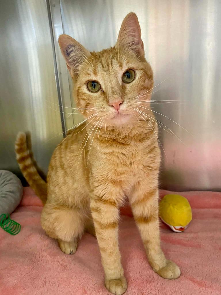 Enlarge Blossom, a Adoptable mixed breed in Grants Pass, OR image 3/3
