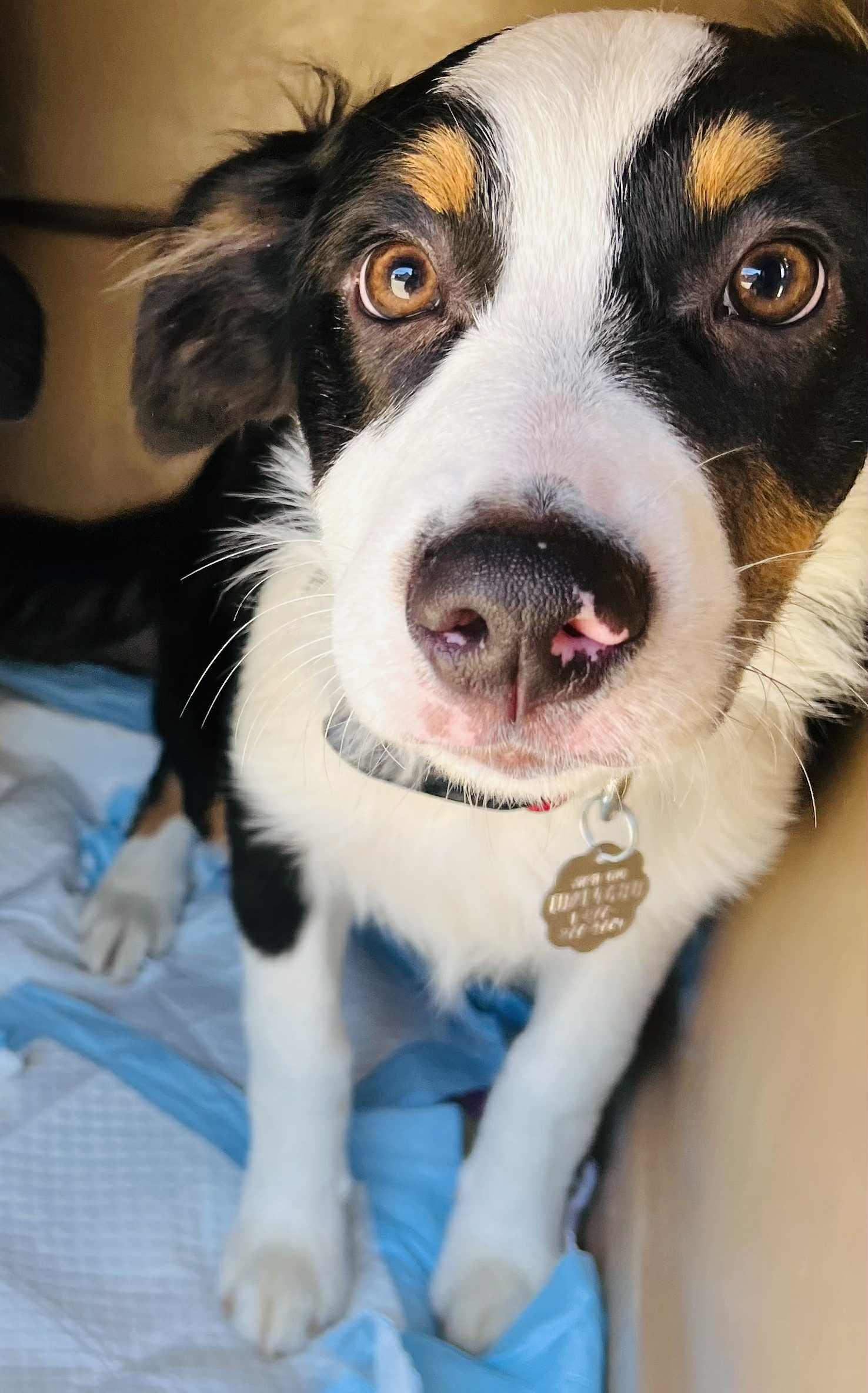 Brazos, adopted, Young Male Australian Shepherd.