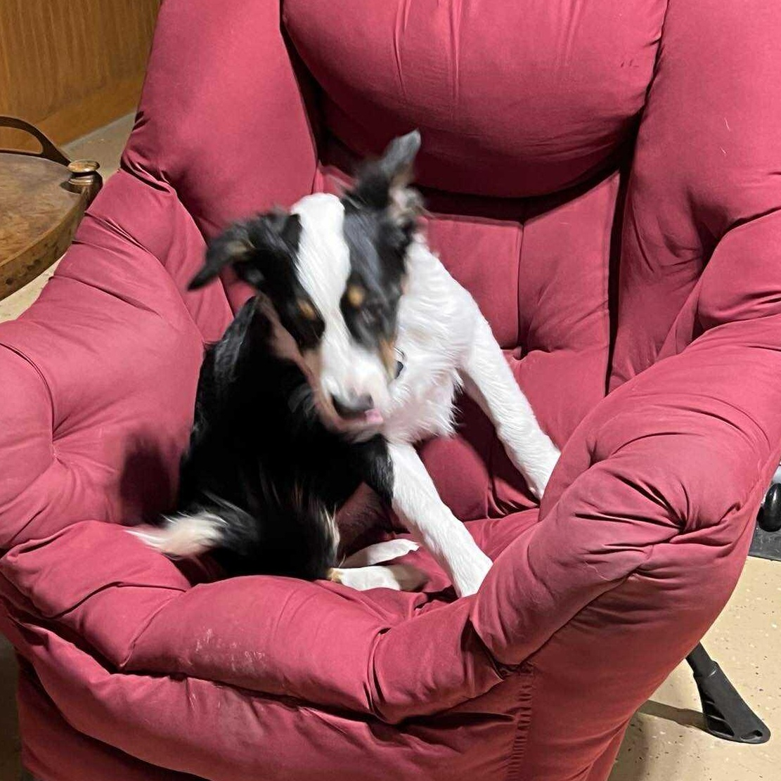 Enlarge Brazos, an adopted Australian Shepherd in Boise, ID image 2/6