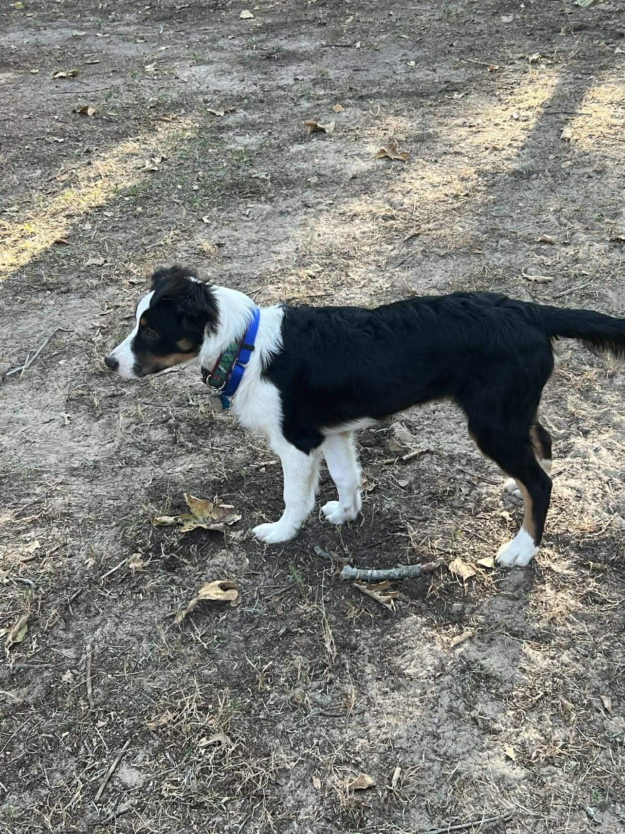 Enlarge Brazos, an adopted Australian Shepherd in Boise, ID image 3/6