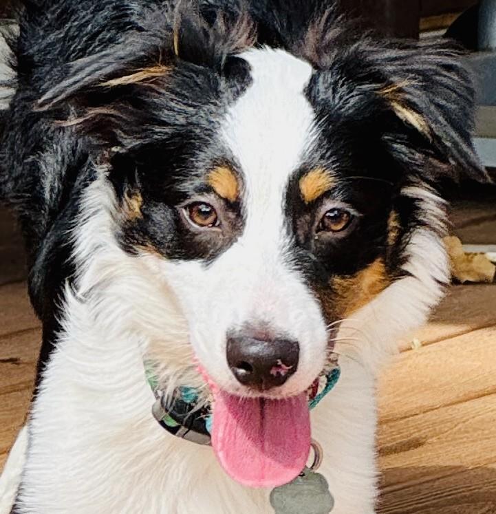 Enlarge Brazos, an adopted Australian Shepherd in Boise, ID image 4/6