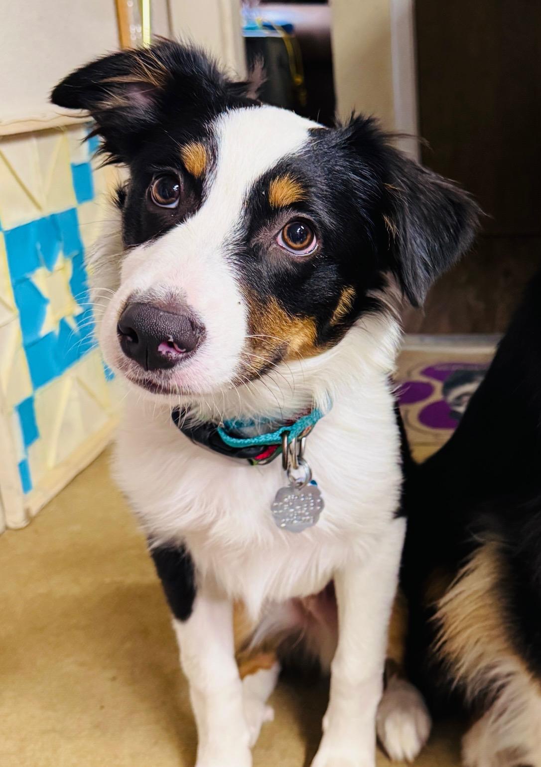 Enlarge Brazos, an adopted Australian Shepherd in Boise, ID image 5/6