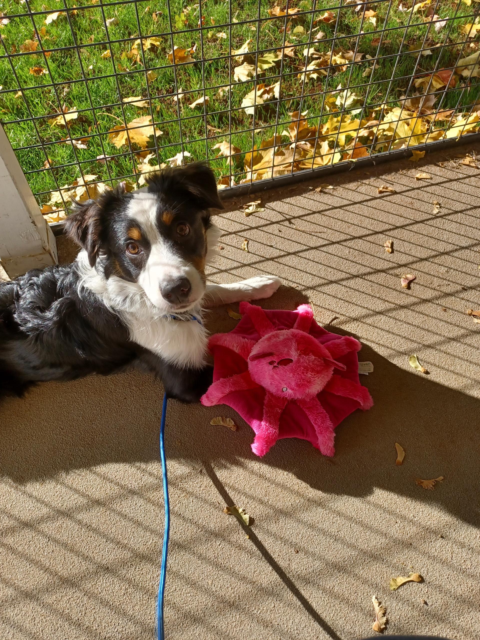 Enlarge Brazos, an adopted Australian Shepherd in Boise, ID image 6/6