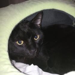 BUCK, Adoptable, Adult Male Domestic Short Hair.