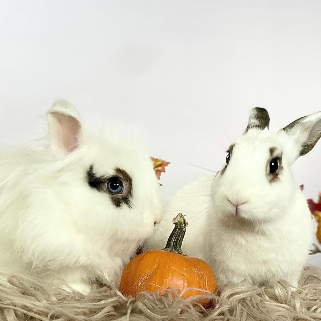 Enlarge Luke & Leia, a Adoptable mixed breed in Miami, FL image 2/3