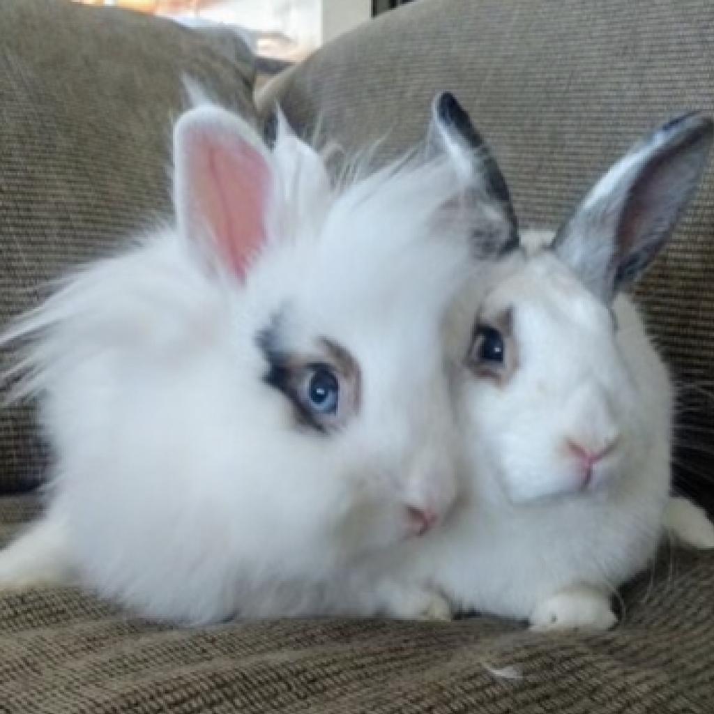 Enlarge Luke & Leia, a Adoptable mixed breed in Miami, FL image 3/3