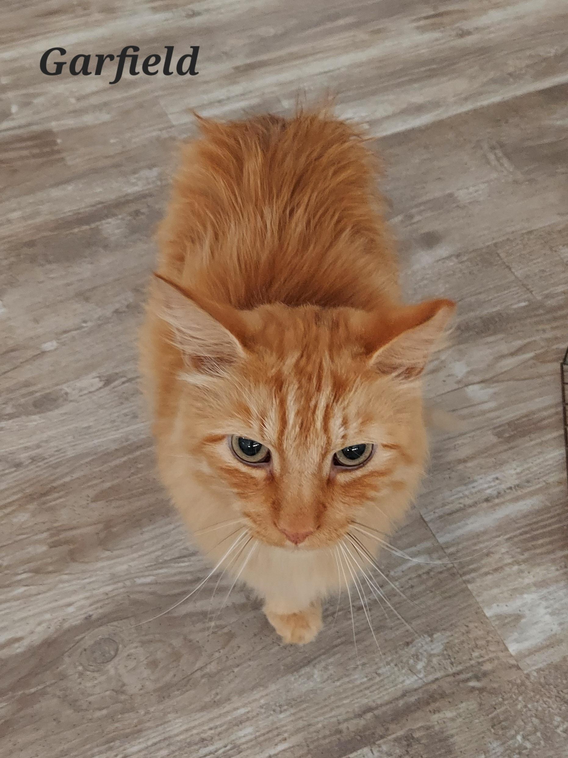 Enlarge GARFIELD - Mr Purrsonality & The Aficionado of Affection, an adoptable mixed breed in Centreville, VA image 3/4