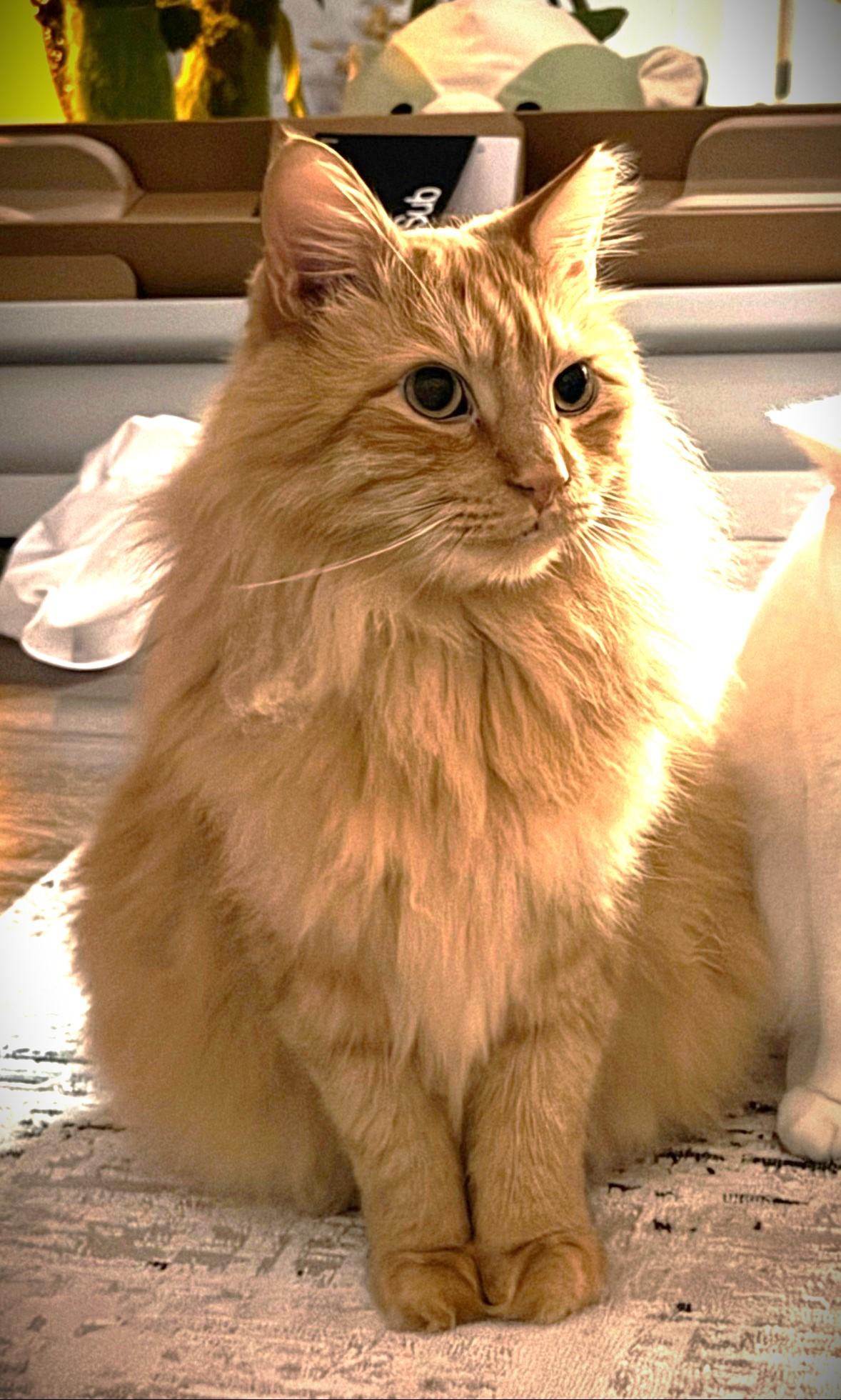 GARFIELD - Mr Purrsonality & The Aficionado of Affection, Adoptable, Adult Male Tabby & Domestic Long Hair.