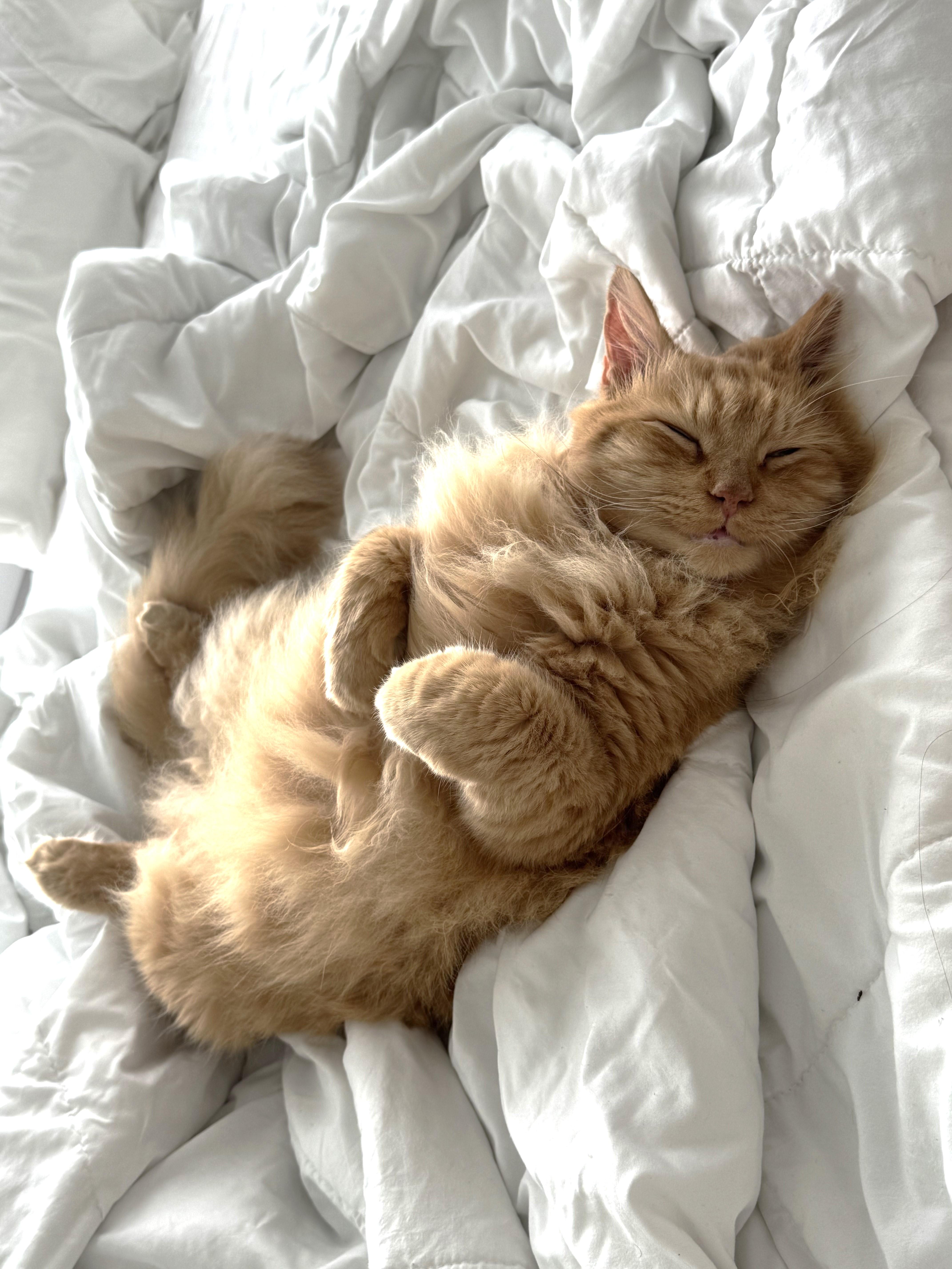 Enlarge GARFIELD - Mr Purrsonality & The Aficionado of Affection, an adoptable mixed breed in Centreville, VA image 2/4