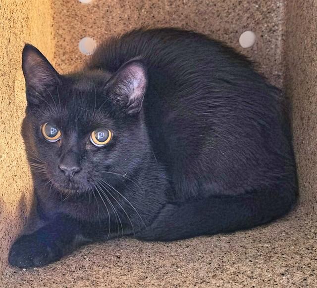 Enlarge ZIGGY, a Adoptable mixed breed in Anchorage, AK image 1/1