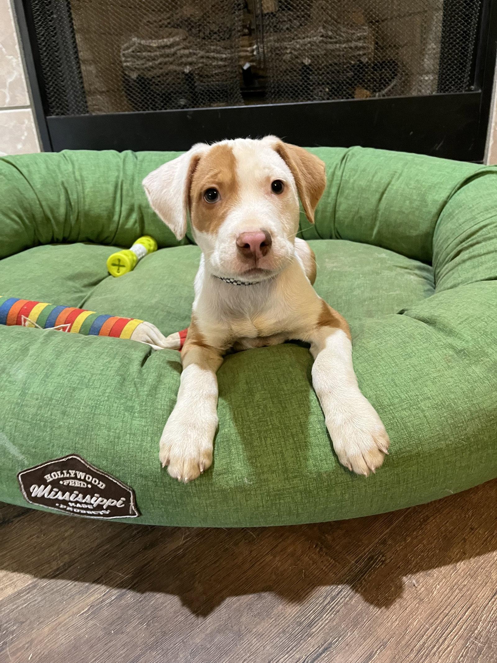 AARON HOTCHNER, Adopted, Puppy Male Hound & Terrier.